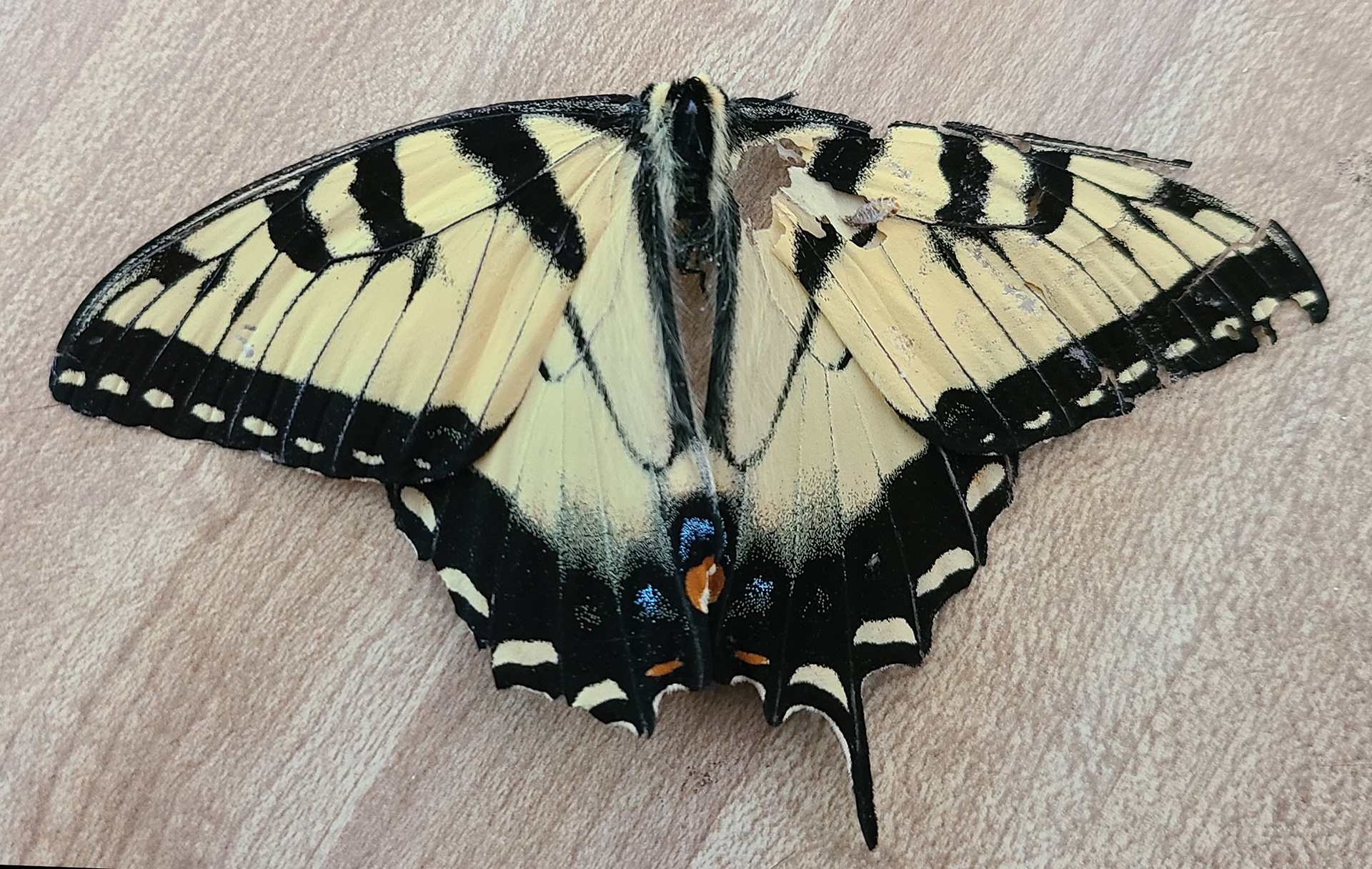 Eastern Tiger Swallowtail | Reference Image
