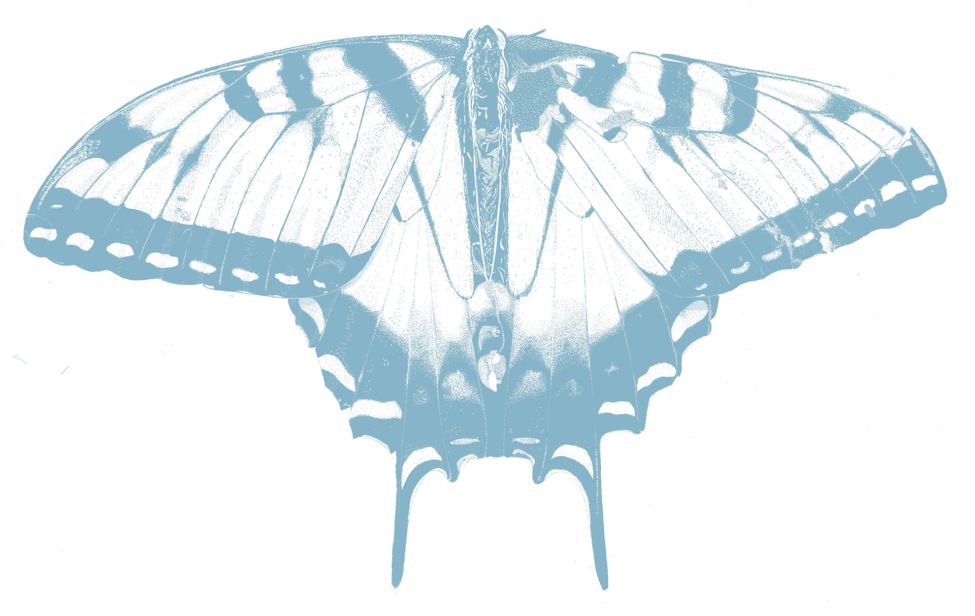 Eastern Tiger Swallowtail | Digital Illustration (2025)