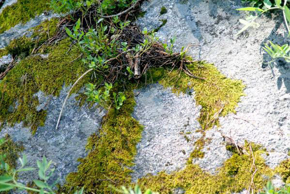 Moss | Minturn, CO. 2007