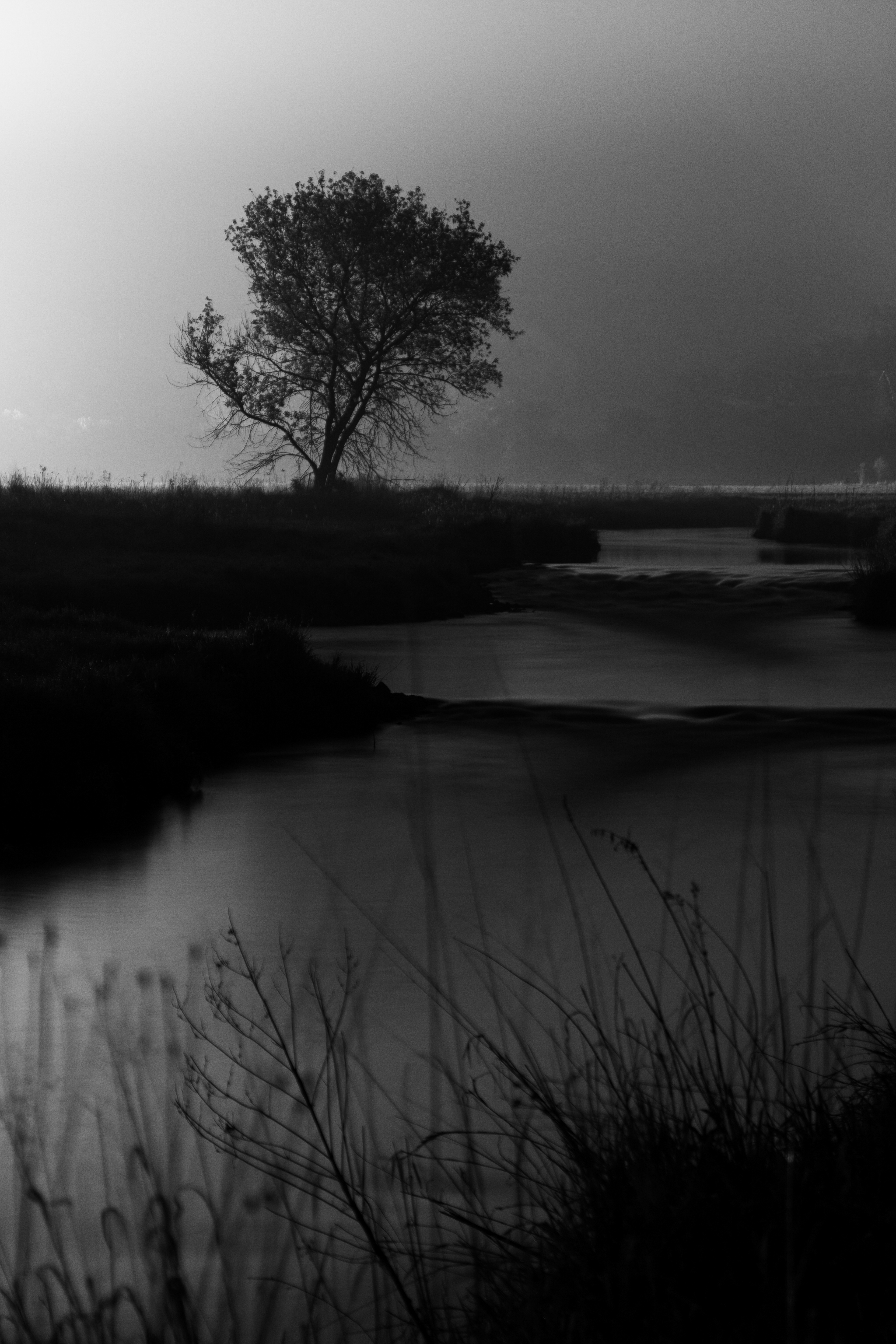 A lone tree along the Black Earth Creek.