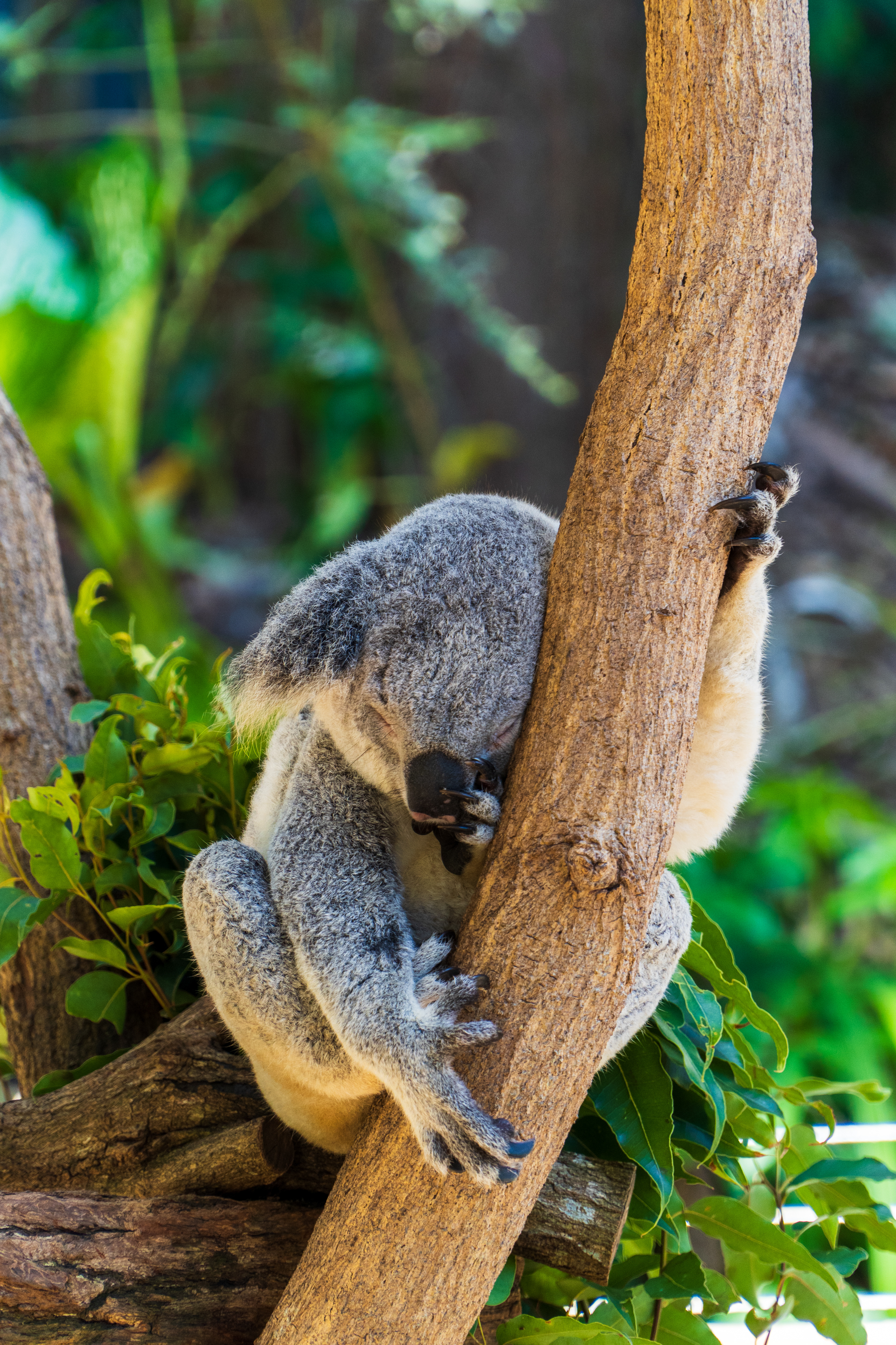 Cairns, Australia
