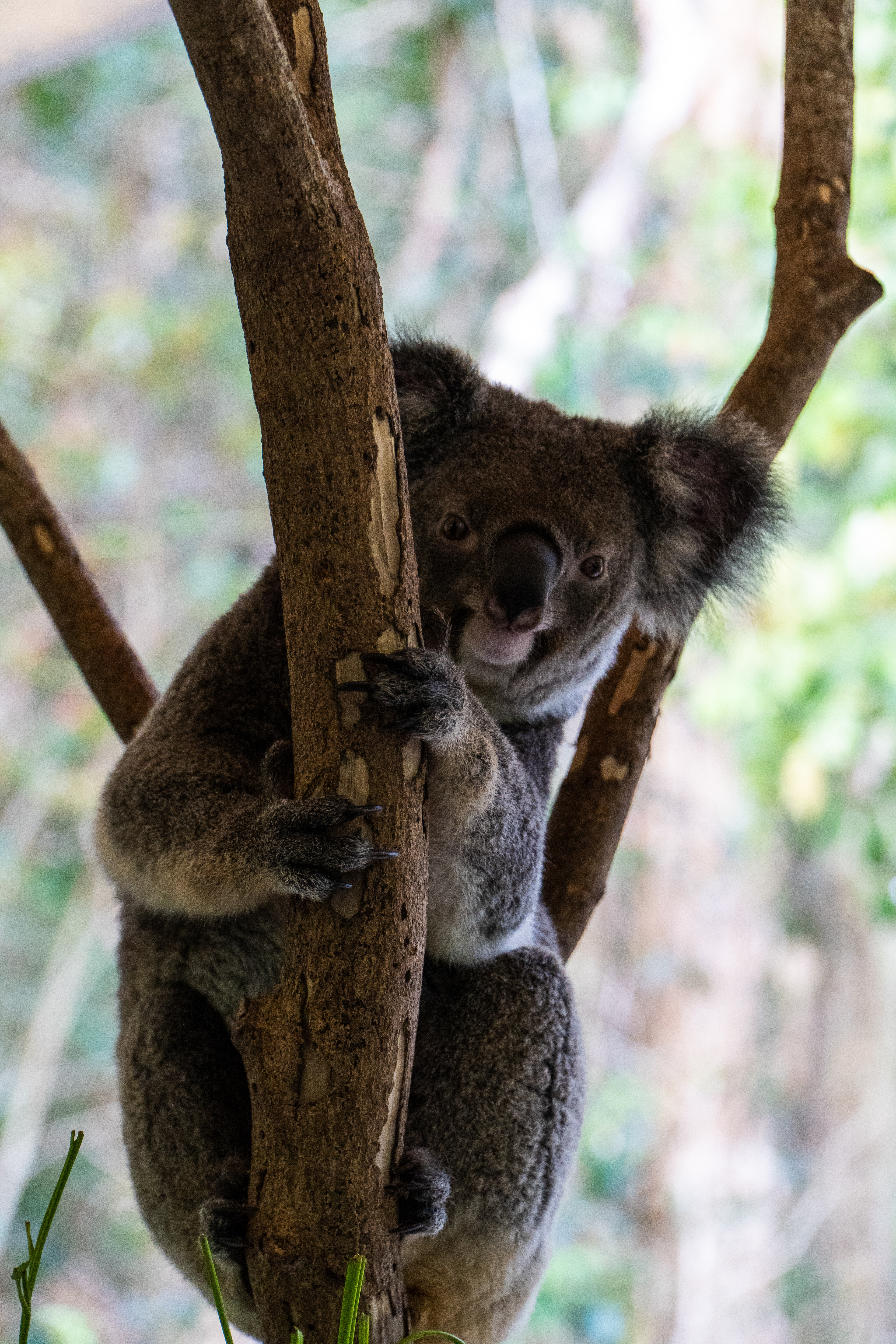 Cairns, Australia