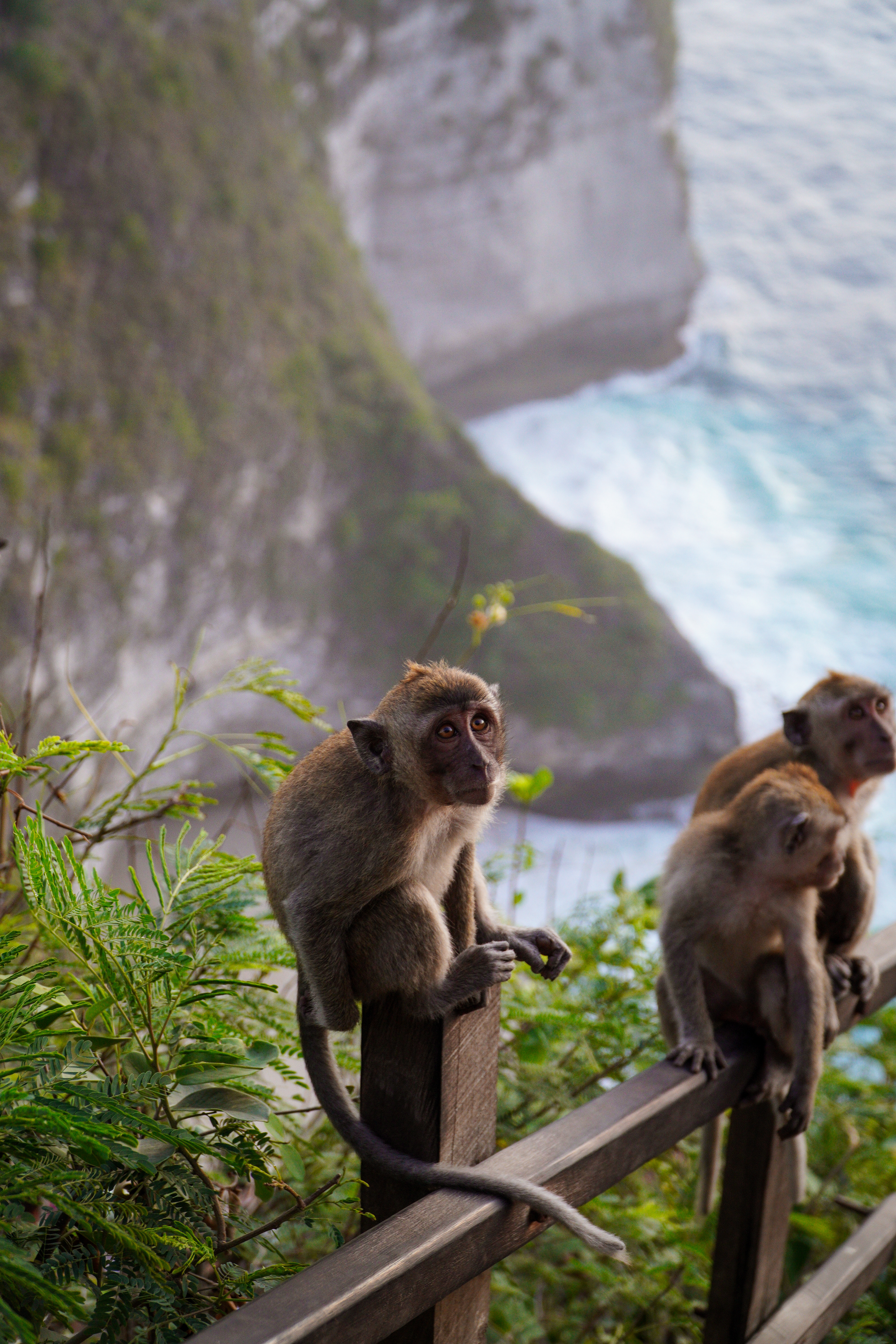 Kelingking Beach, Nusa Penida, Bali