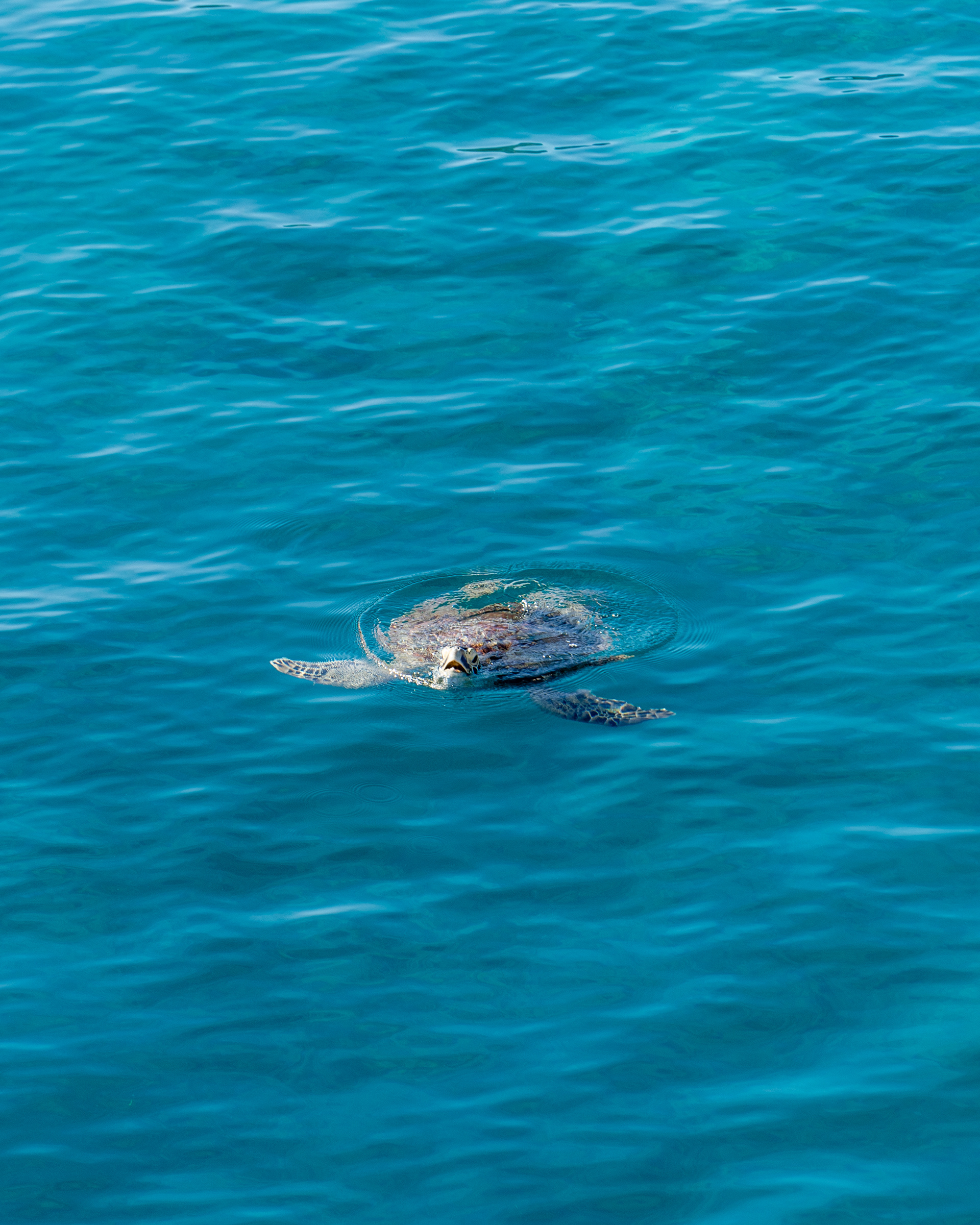 Komodo National Park, Indonesia