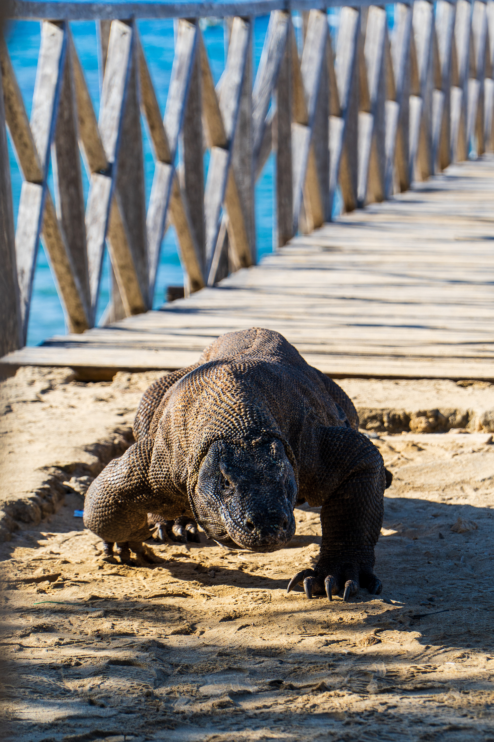 Komodo Island, Indonesia