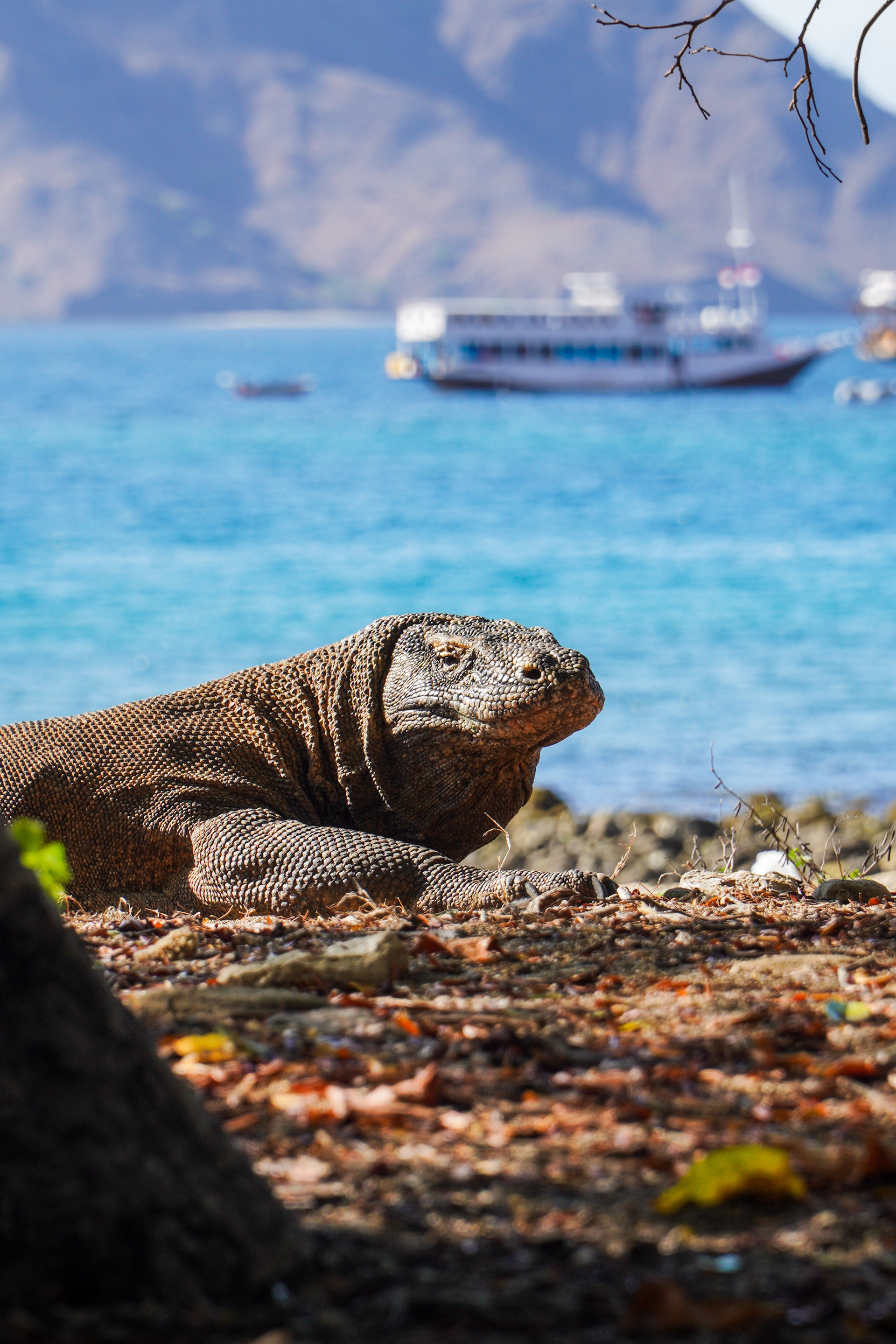 Komodo Island, Indonesia