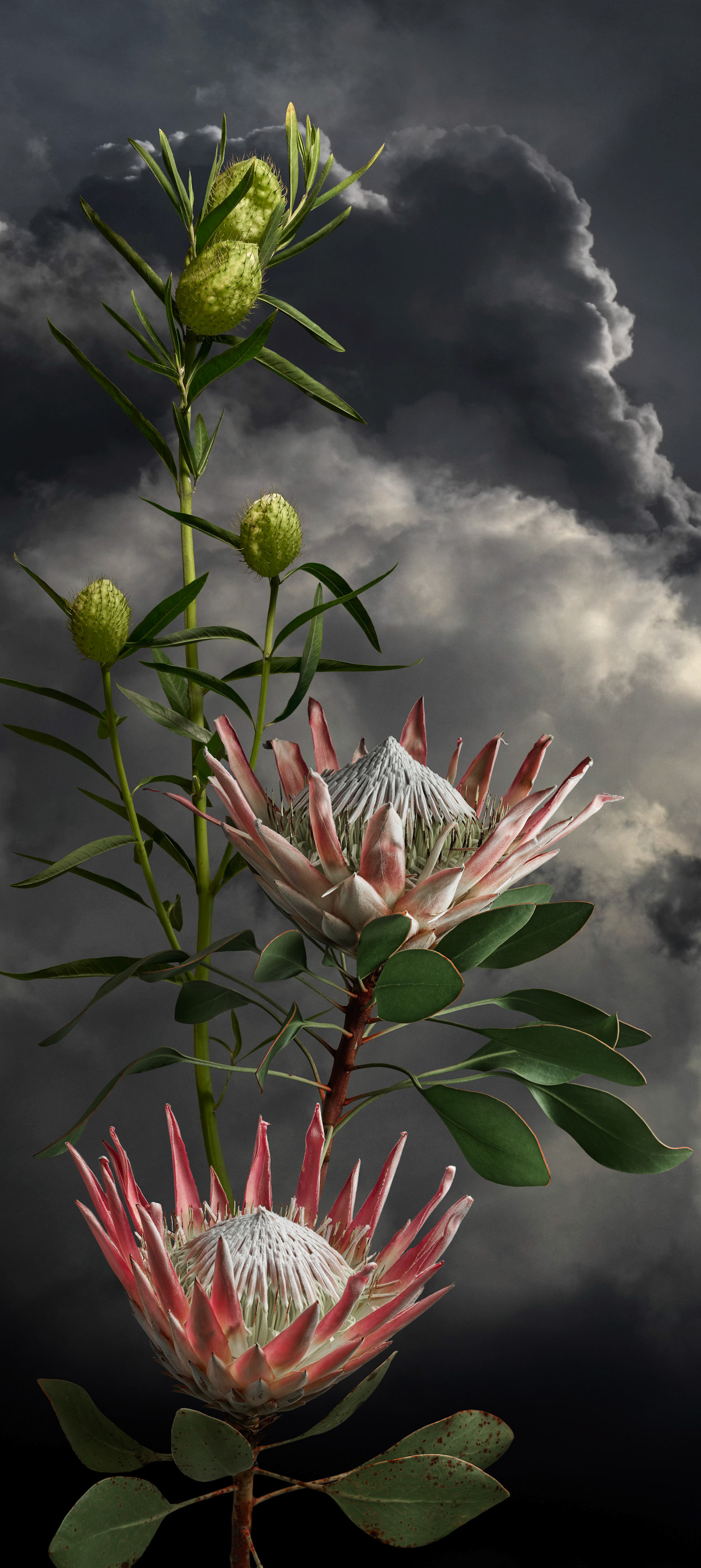 King Protea I - 2023