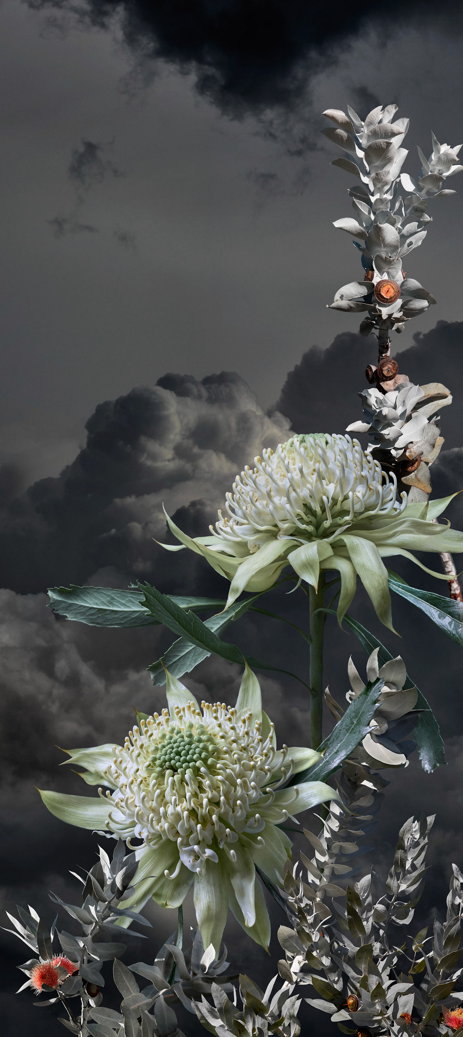 White Waratah II - 2023