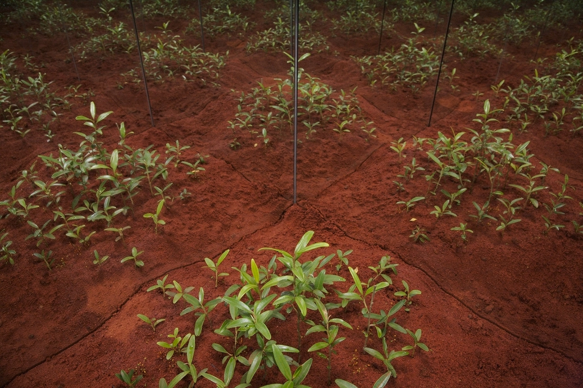 Understory Installation View - 2011