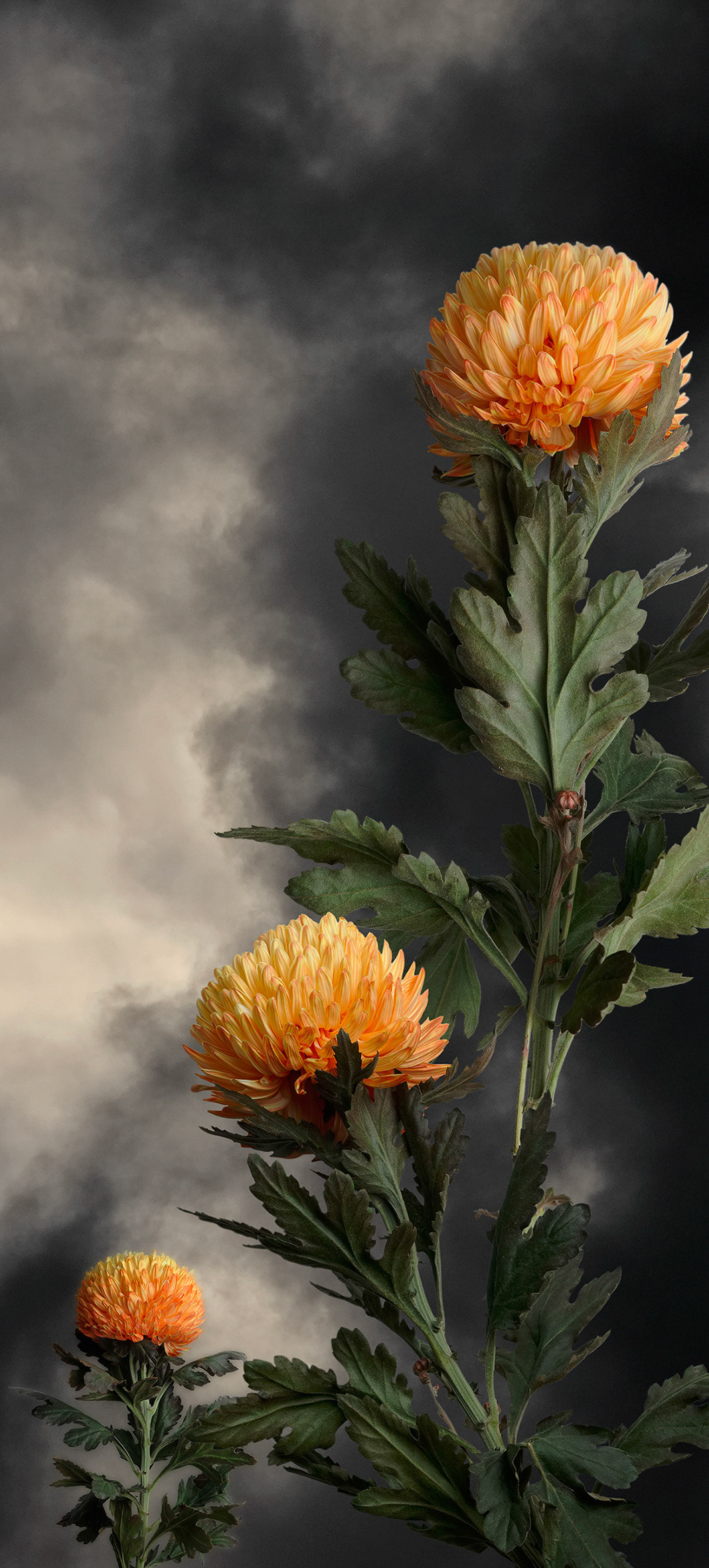 Chrysanthemum - 2019