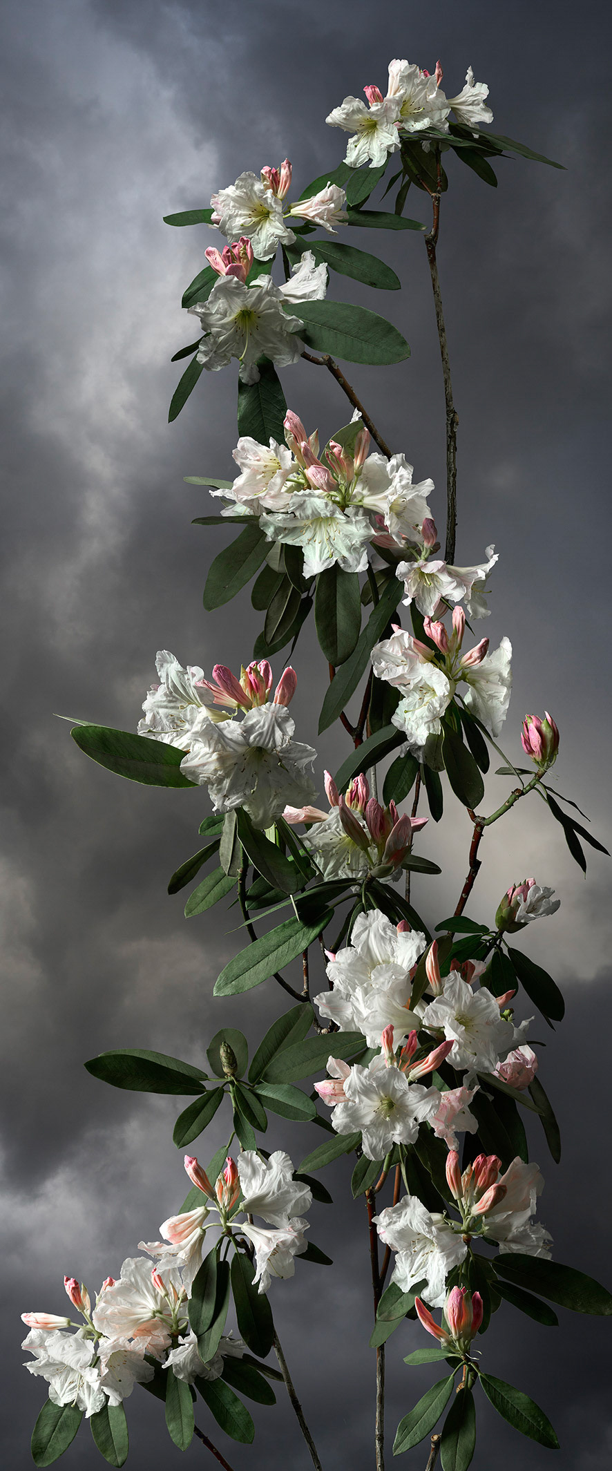 Rhododendron - 2020