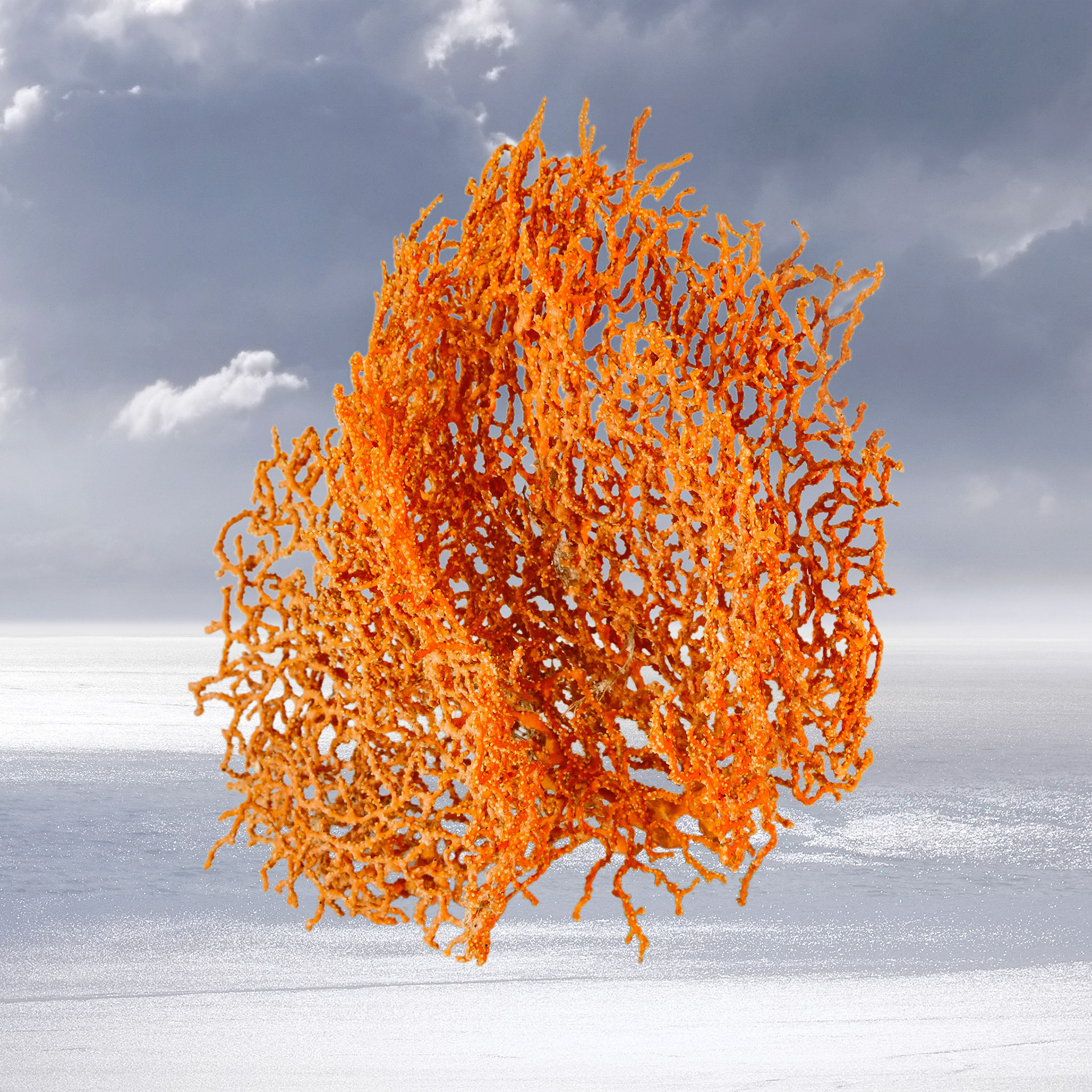 Float I 2023     -     50 x 50 cm