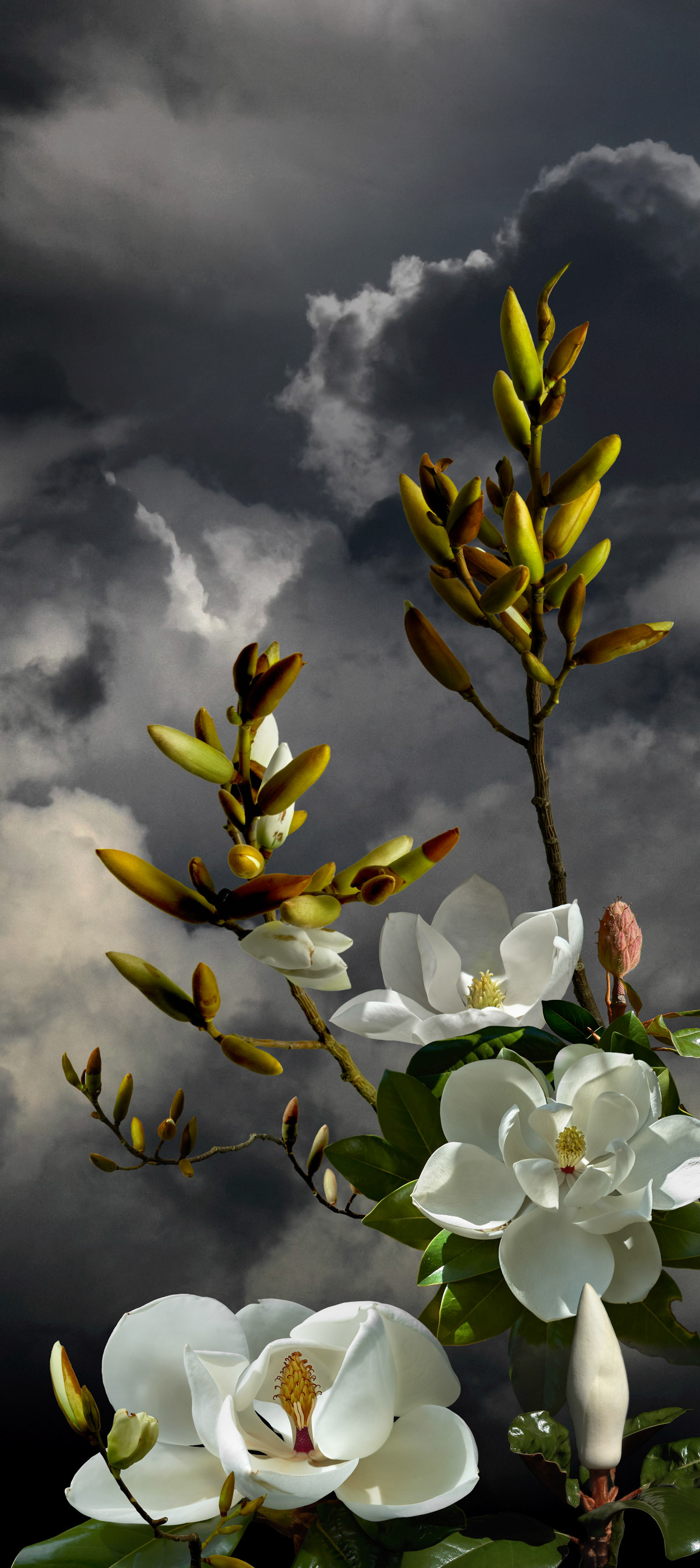 Magnolia Grandafloria II - 2023