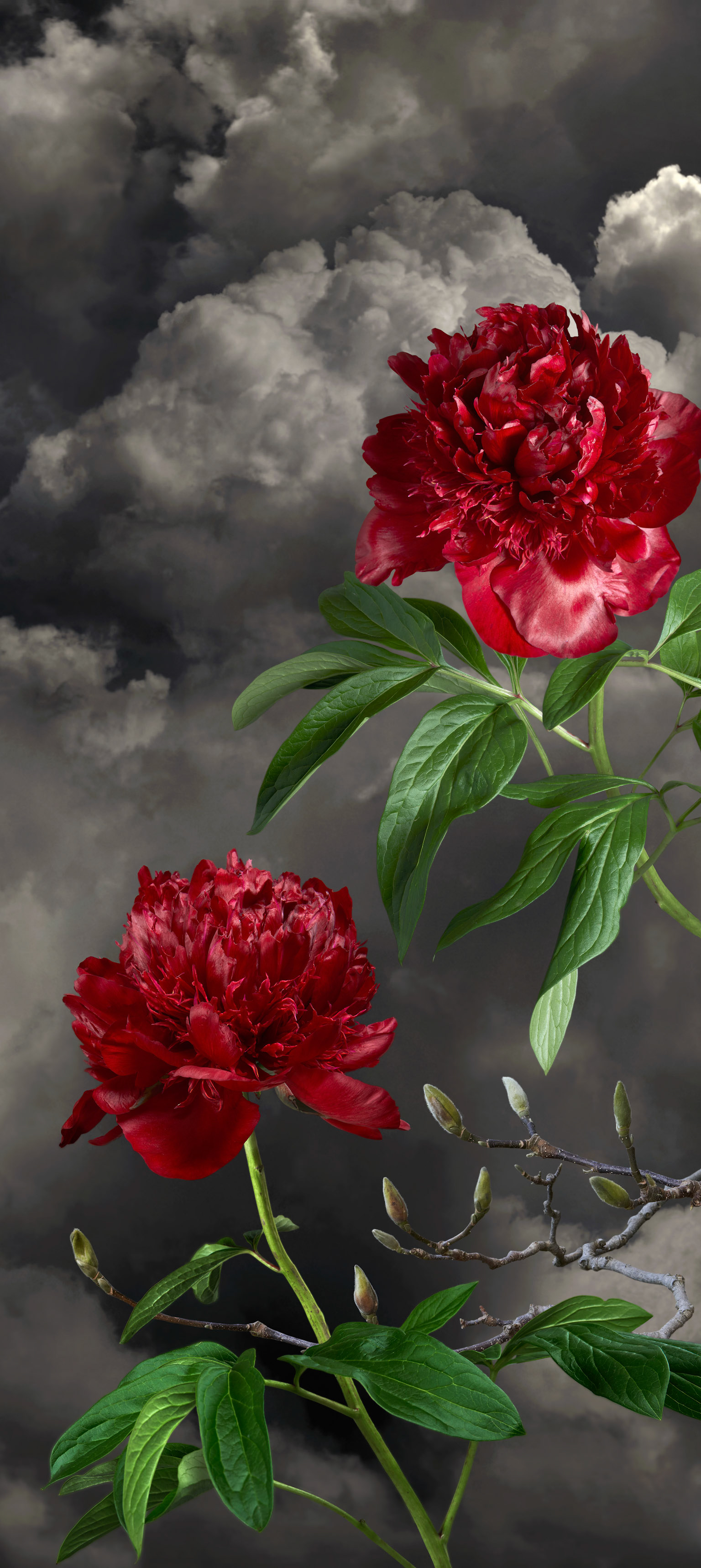 Dark Peony II - 2023