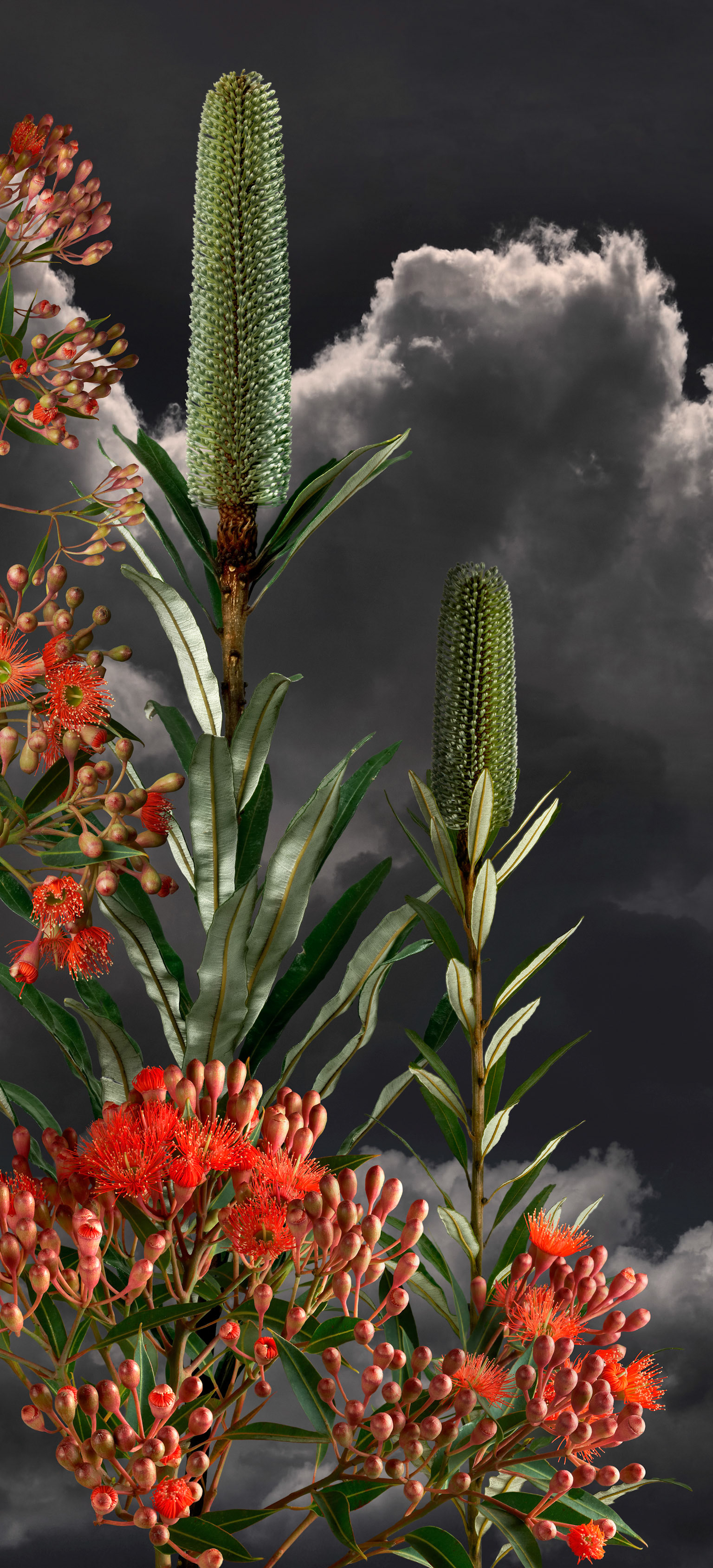 Red Flowering Gum I - 2023