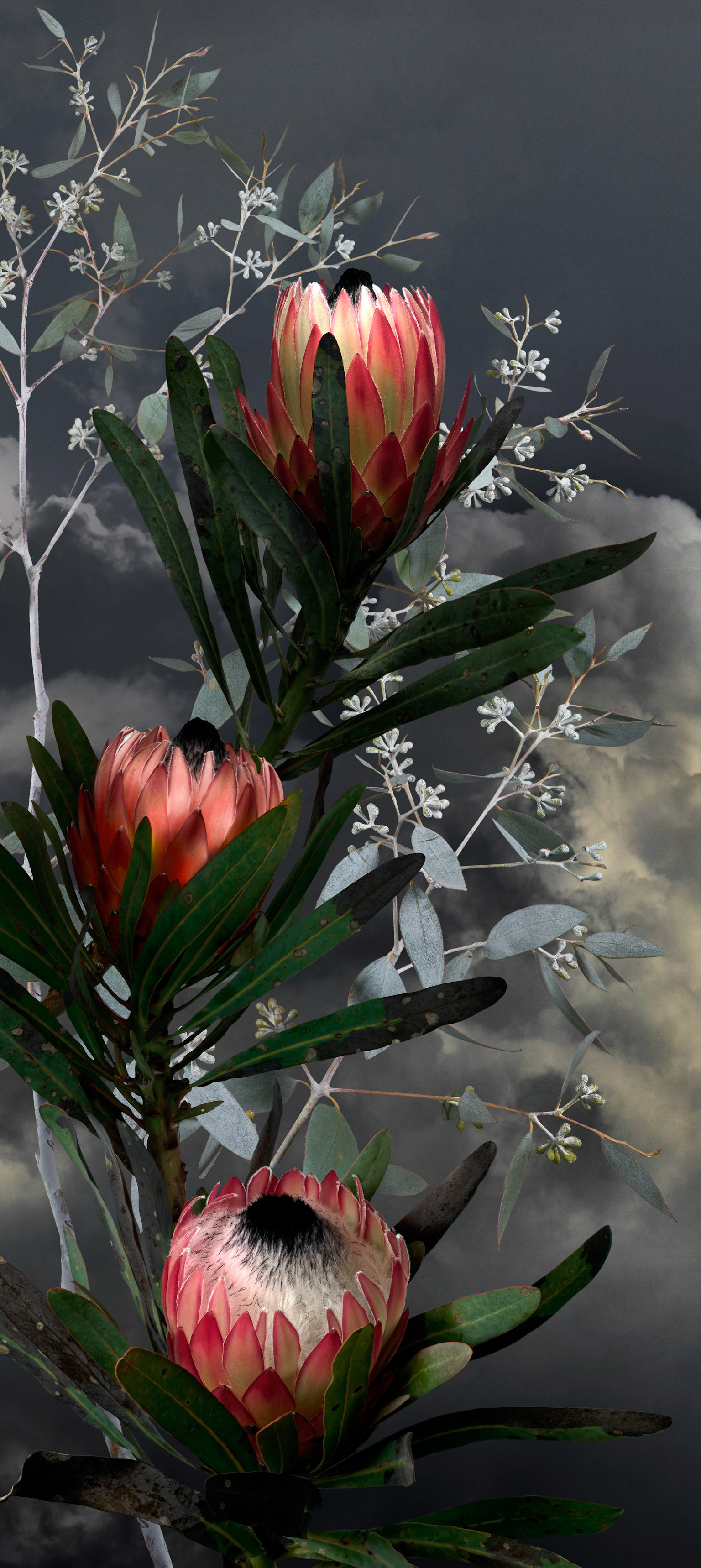 Pink Ice Protea I - 2023