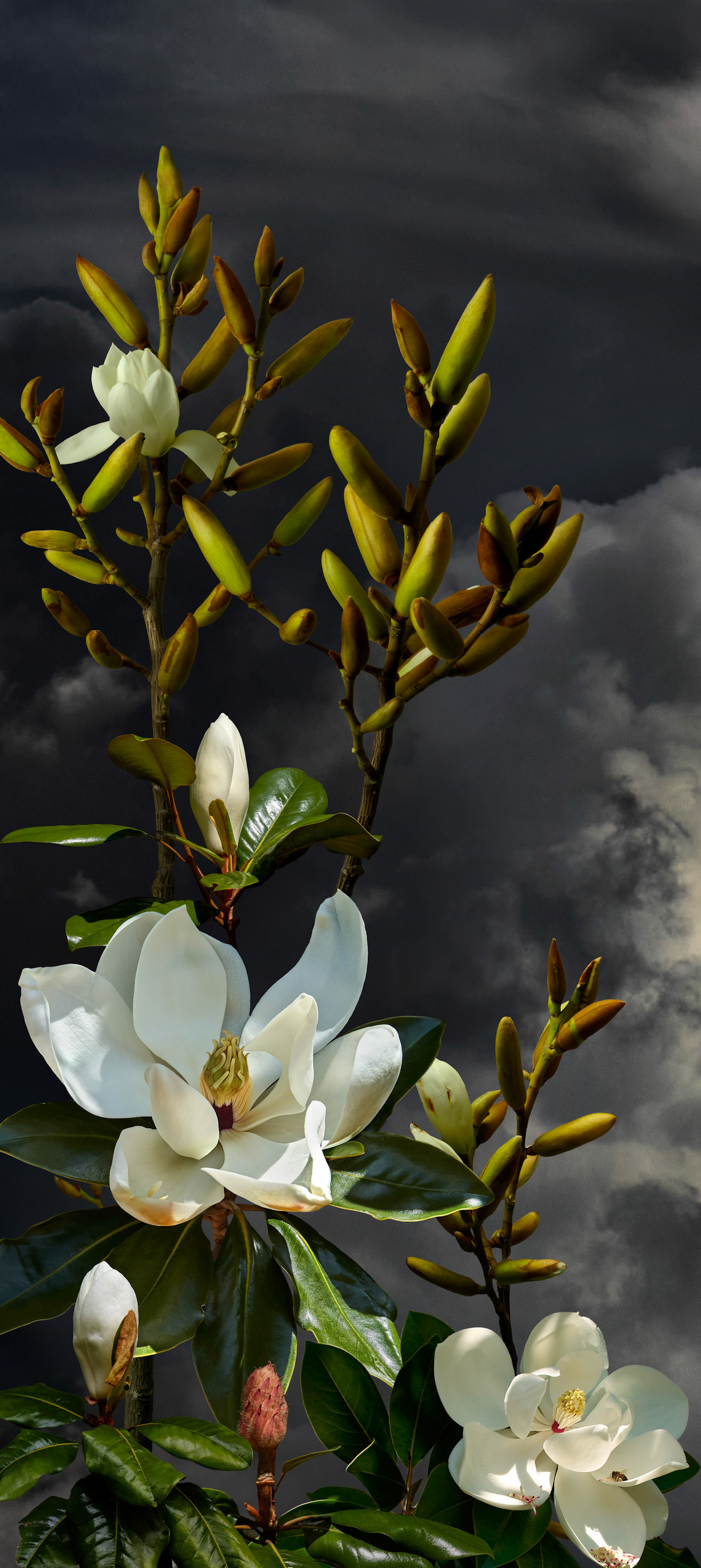 Magnolia Grandafloria 1 - 2023