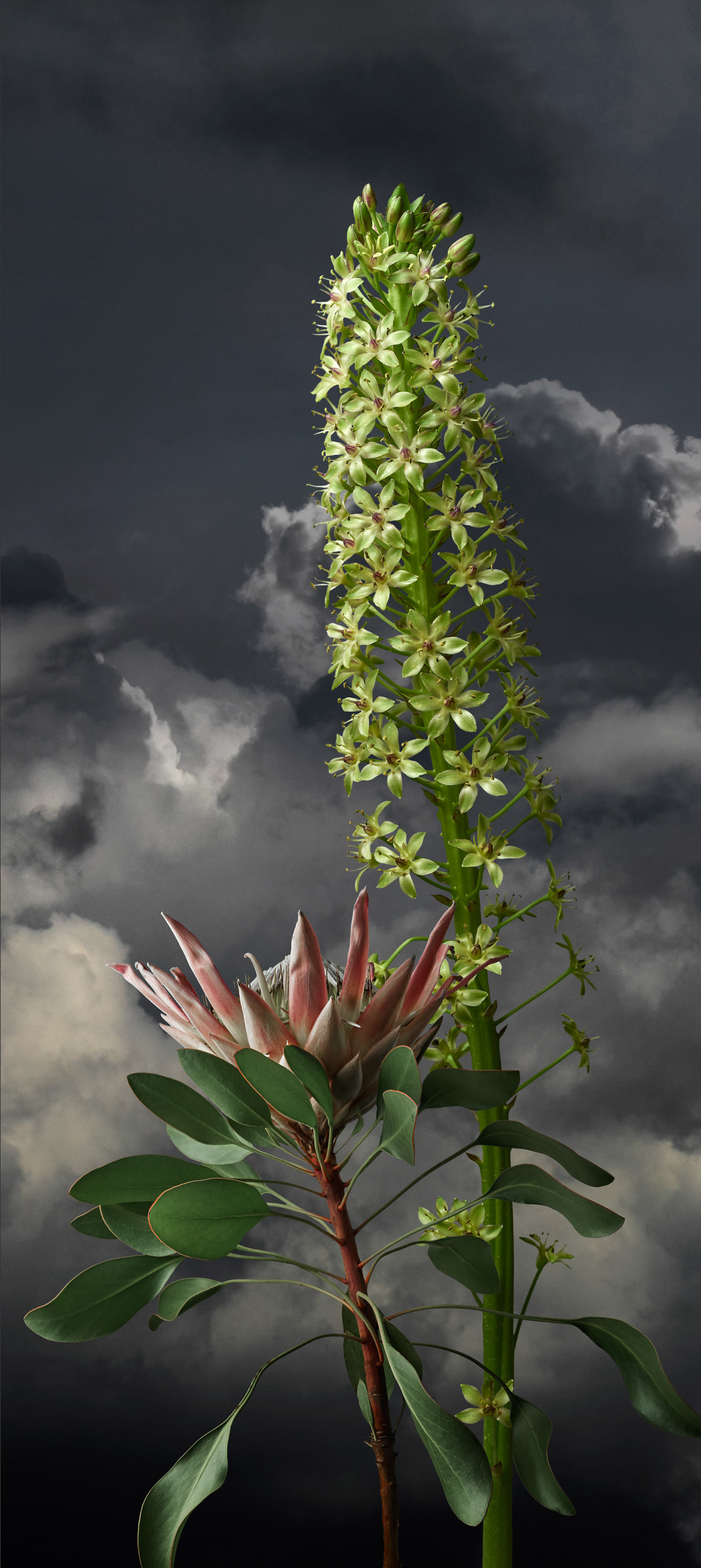King Protea II - 2023