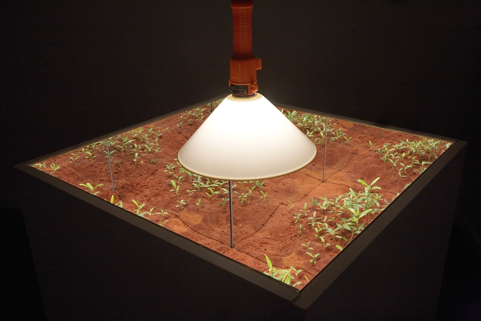Understory Installation View - 2011