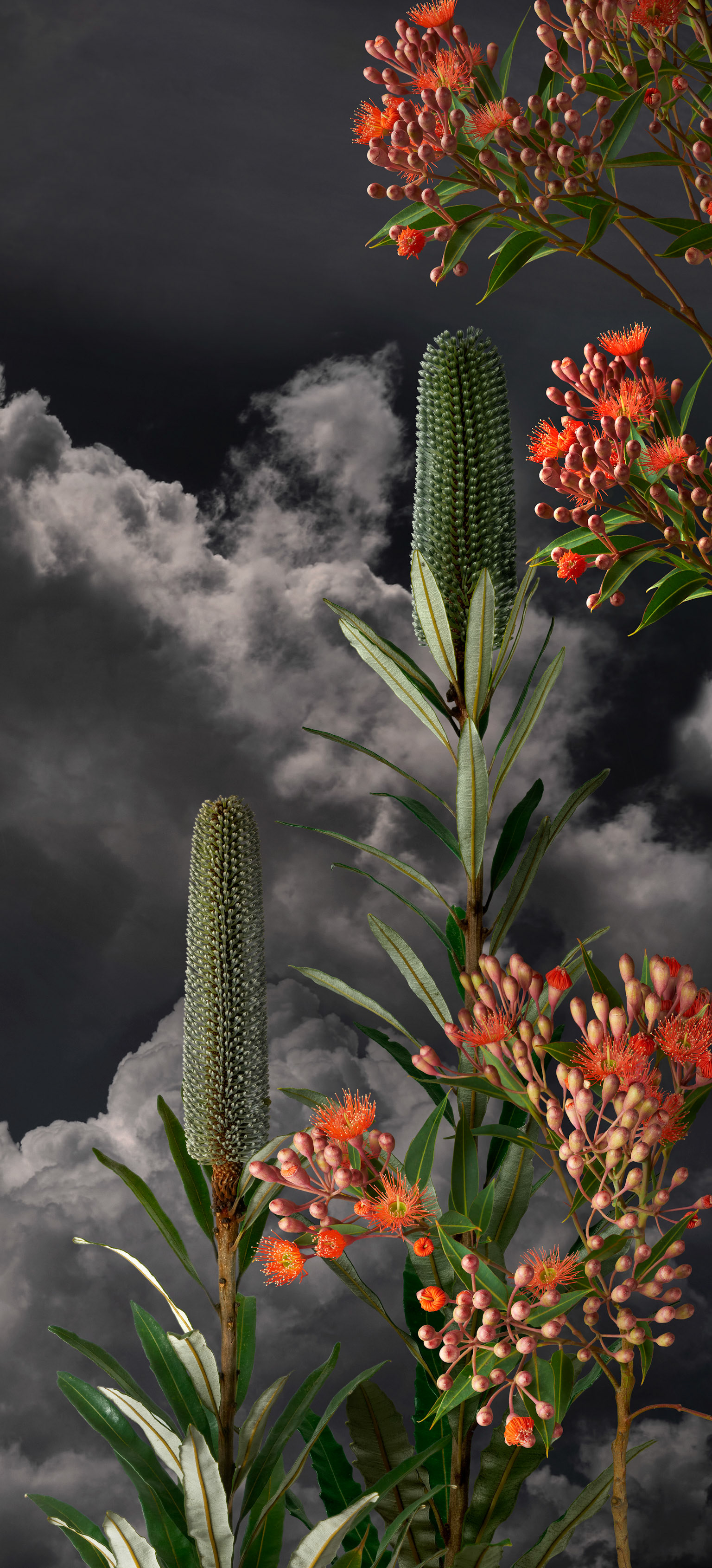 Red Flowering Gum II - 2023