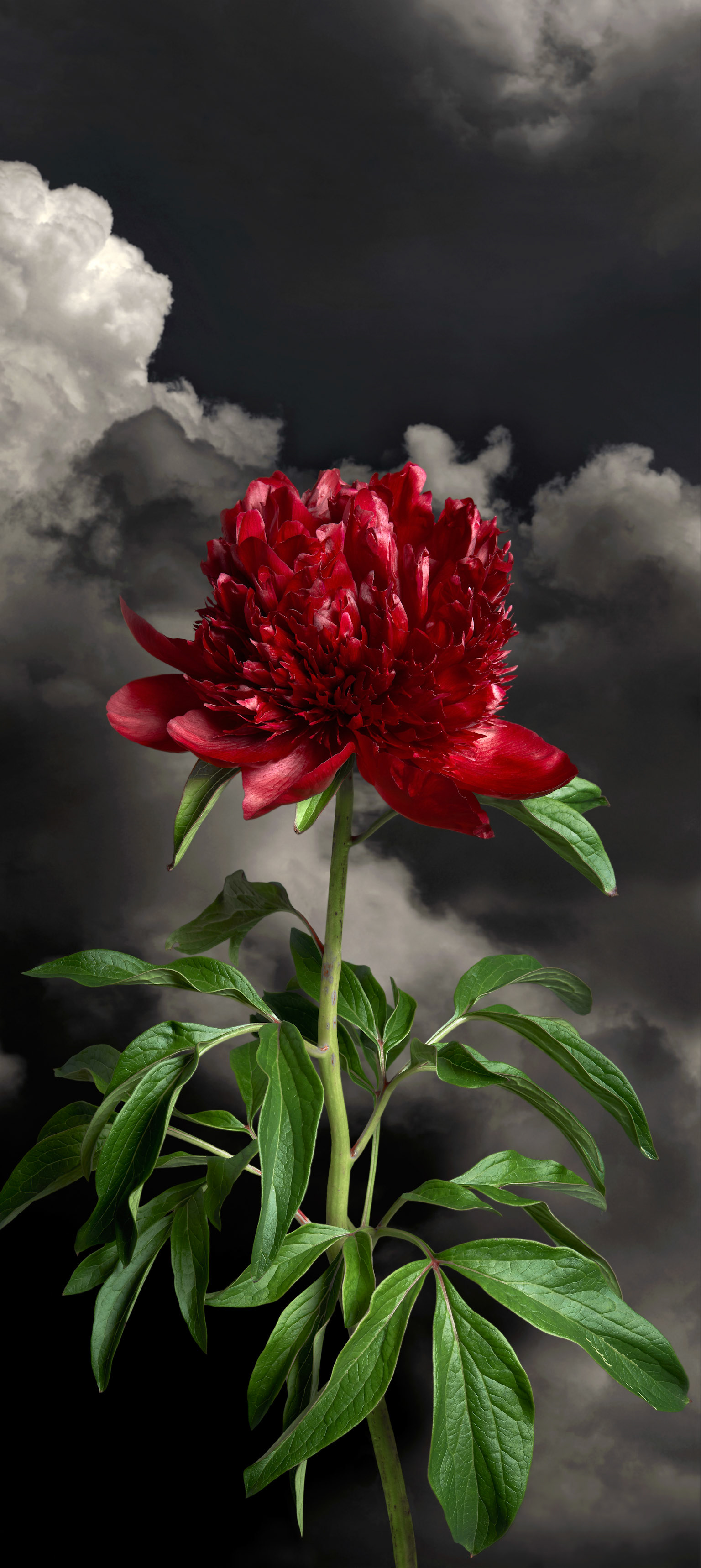 Dark Peony I - 2023