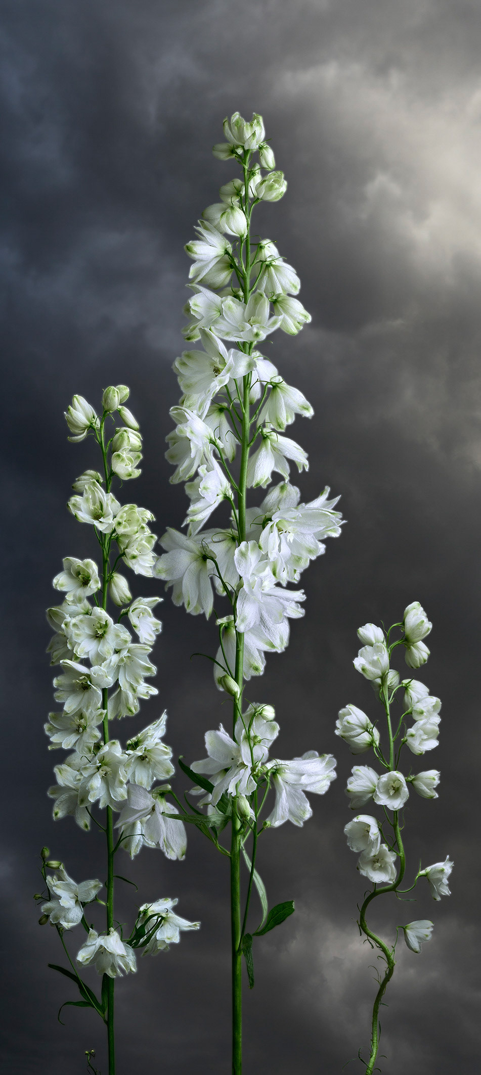 Delphinium - 2020