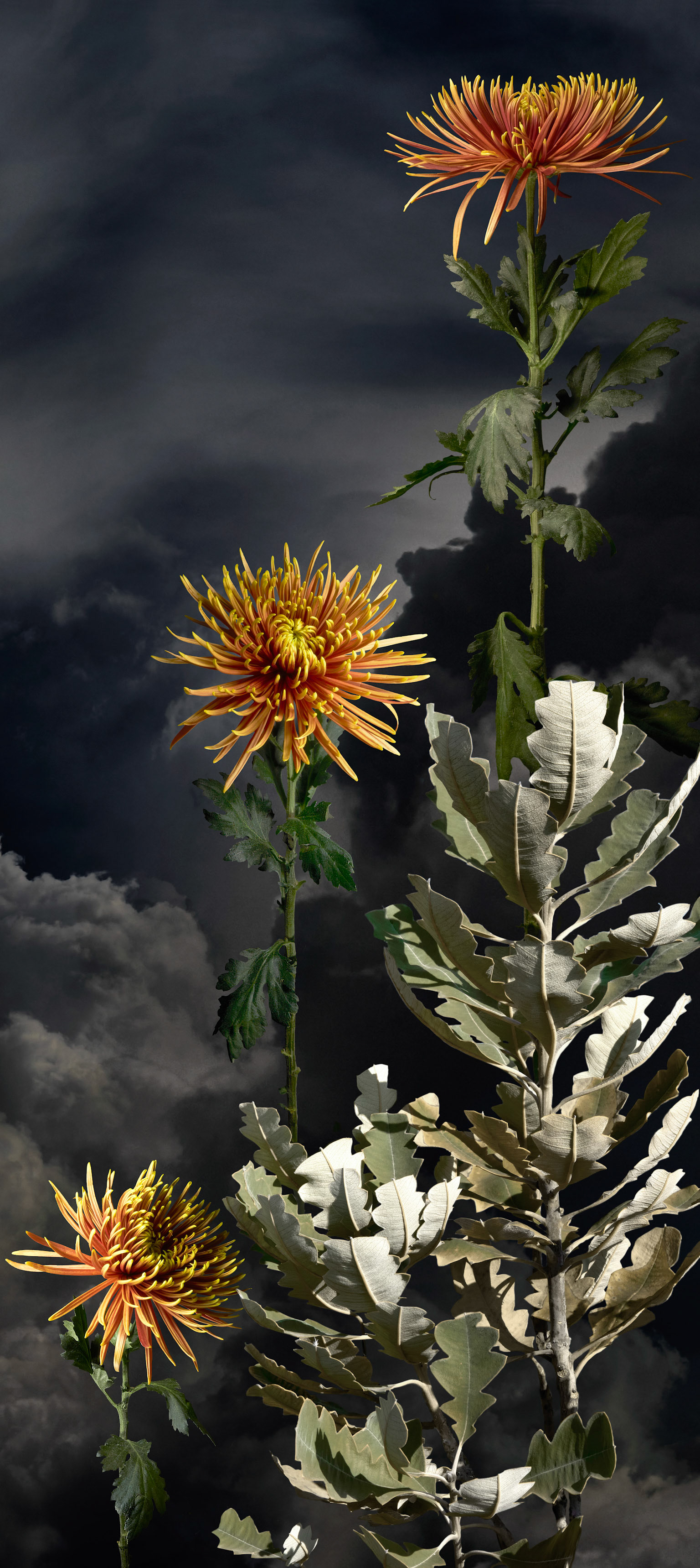 Copper Chrysanthemum II - 2023