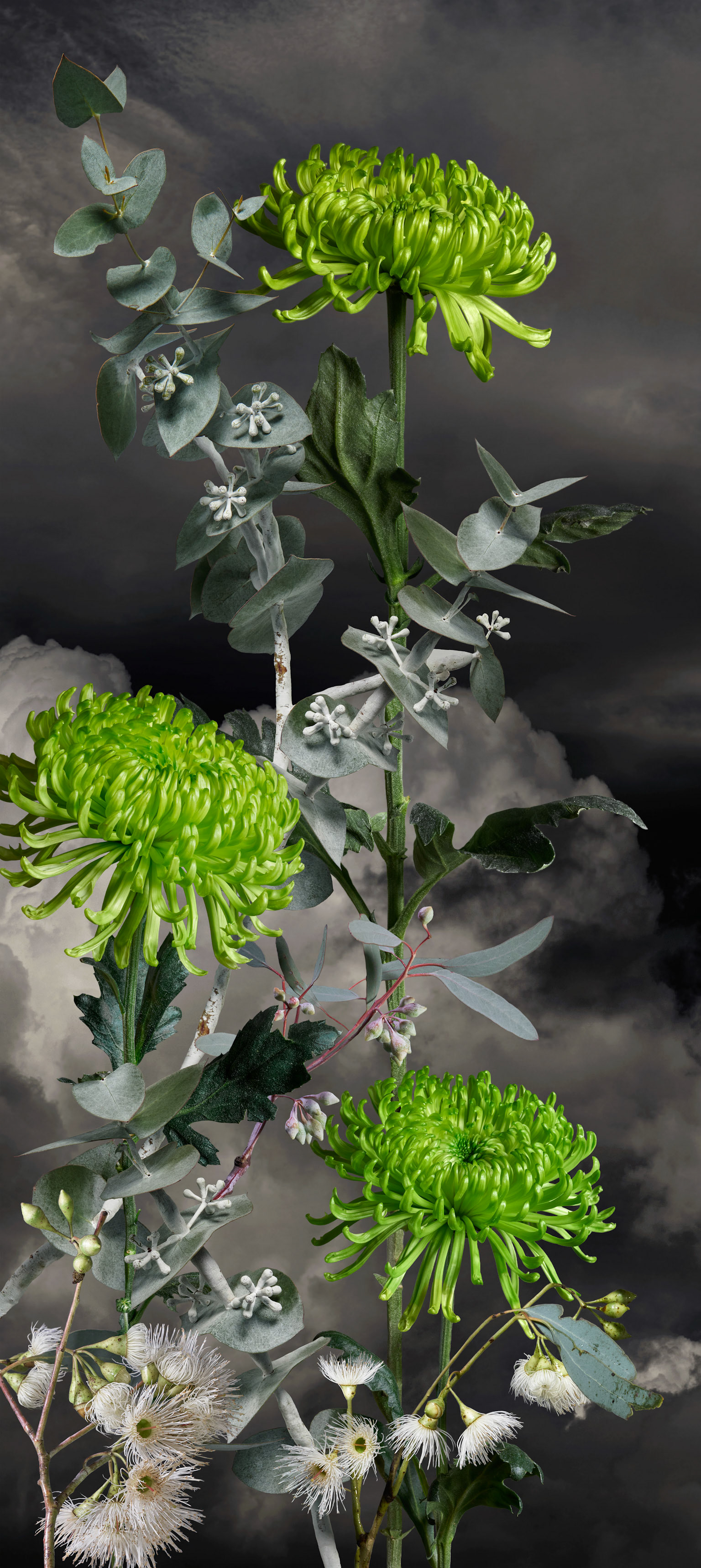 Anastasia Chrysanthemum I - 2023