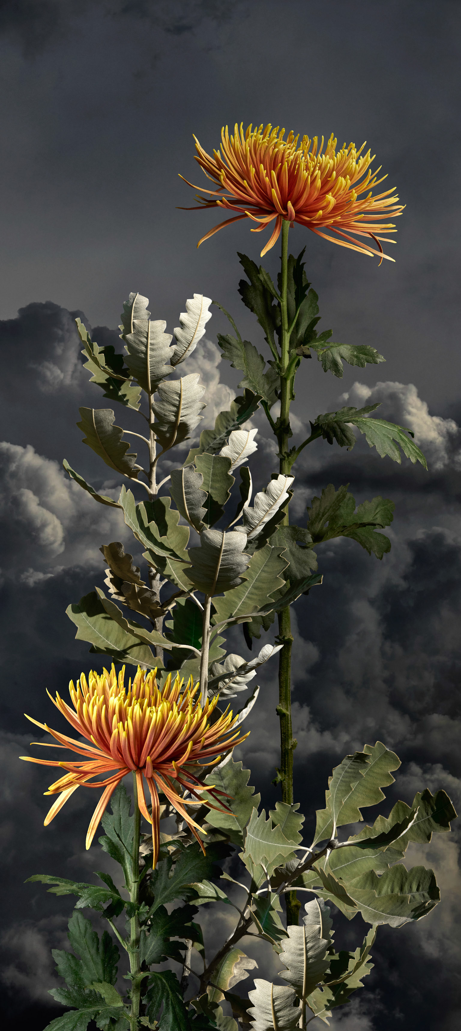 Copper Chrysanthemum I - 2023