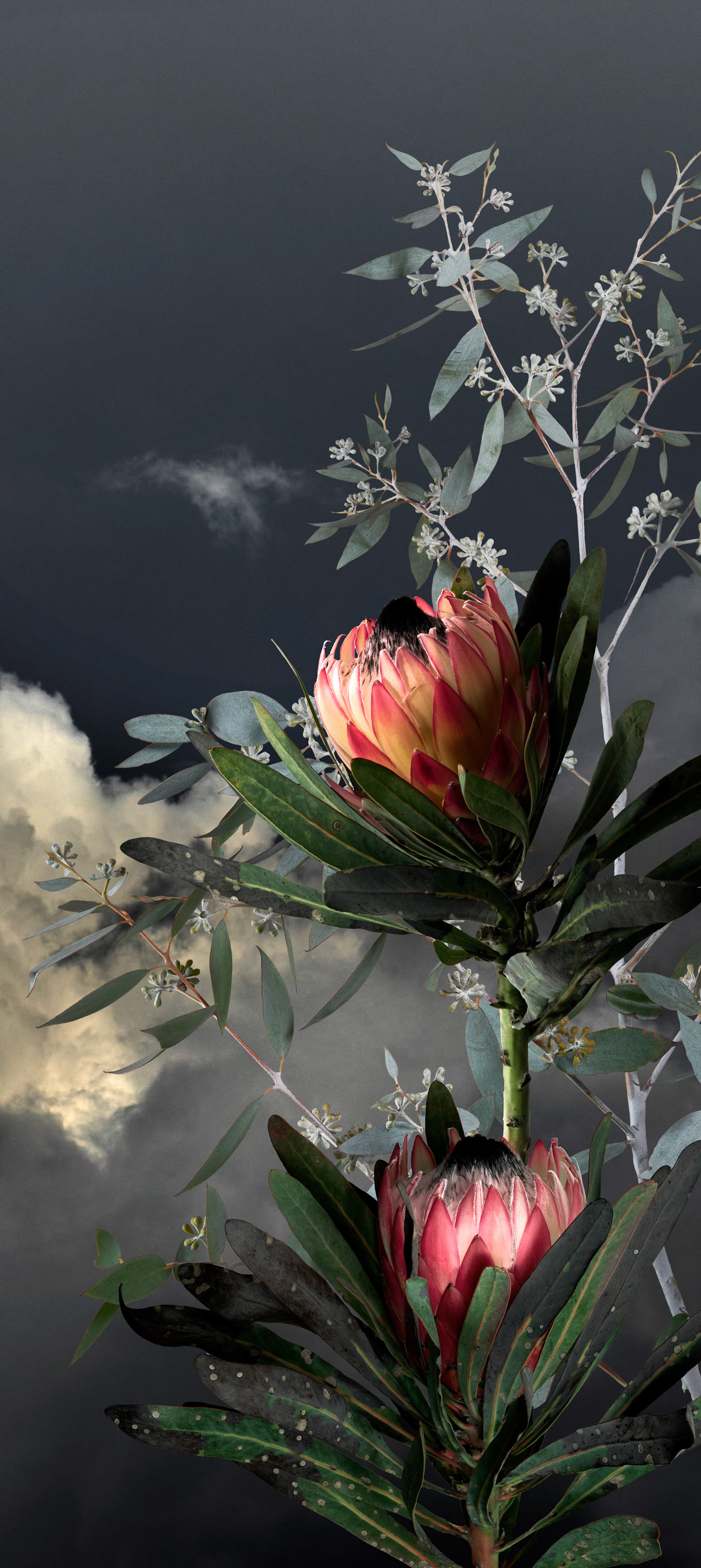 Pink Ice Protea II - 2023