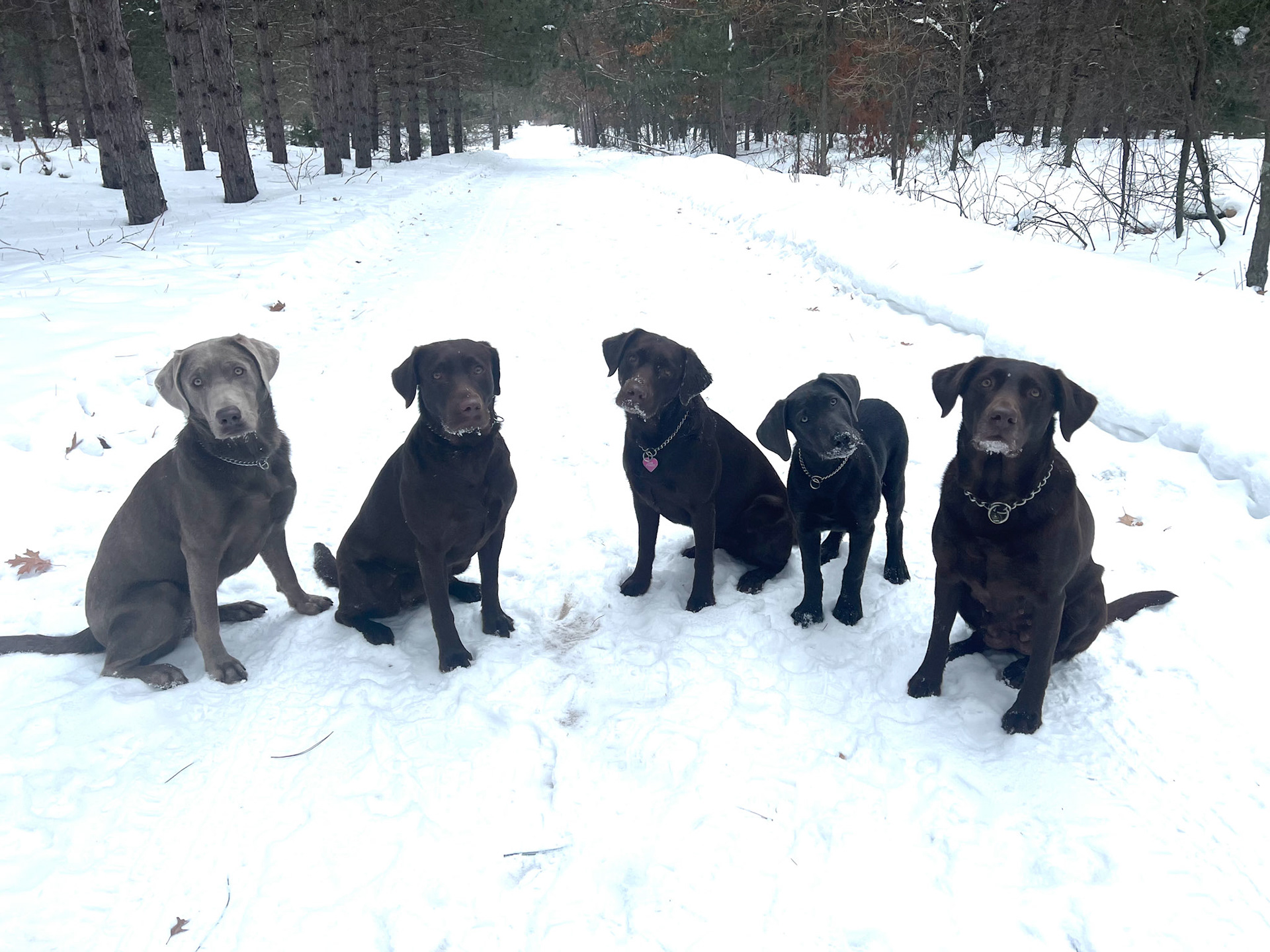 Out on our morning walk in subzero temps!