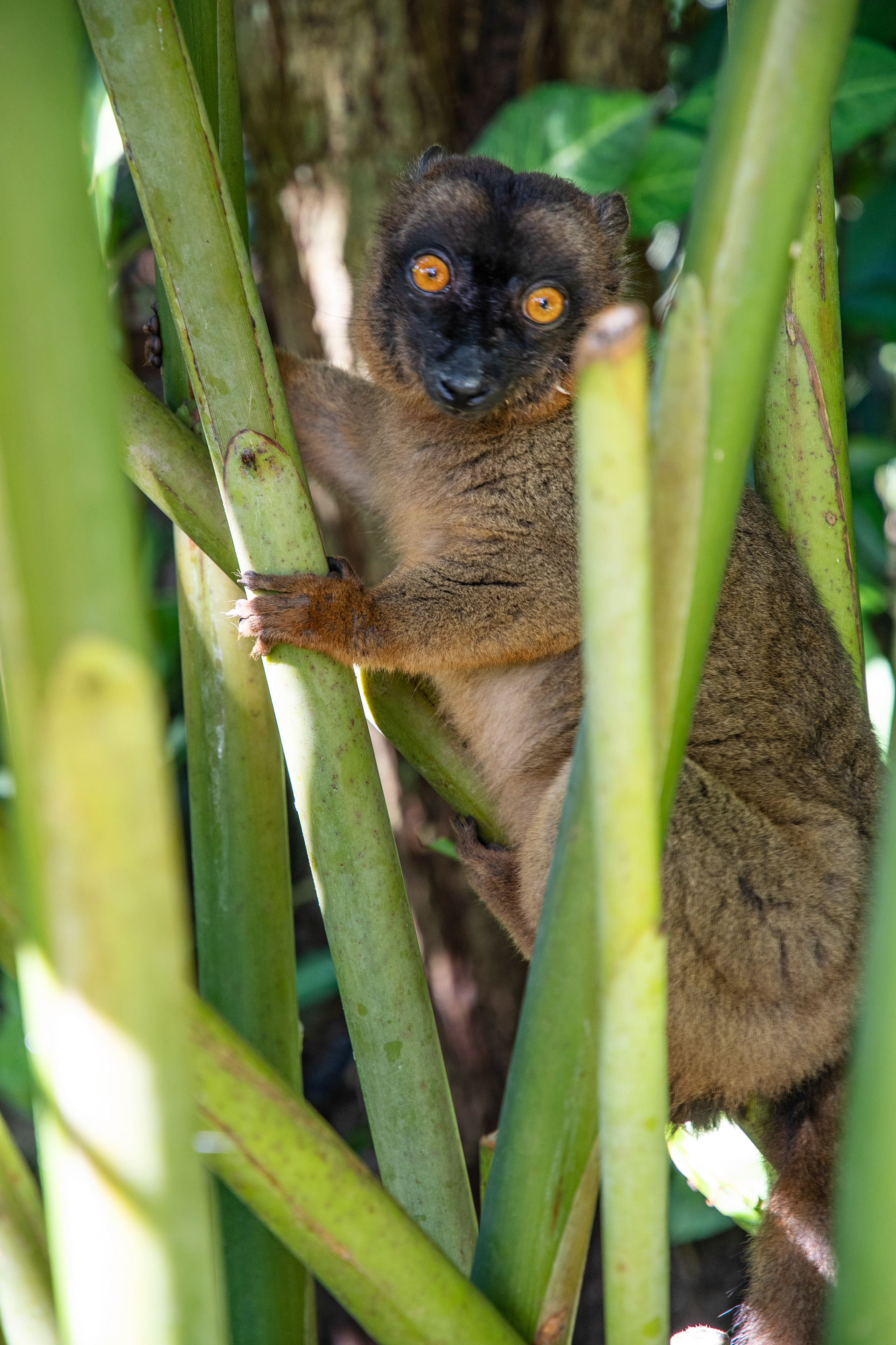 Mayotte