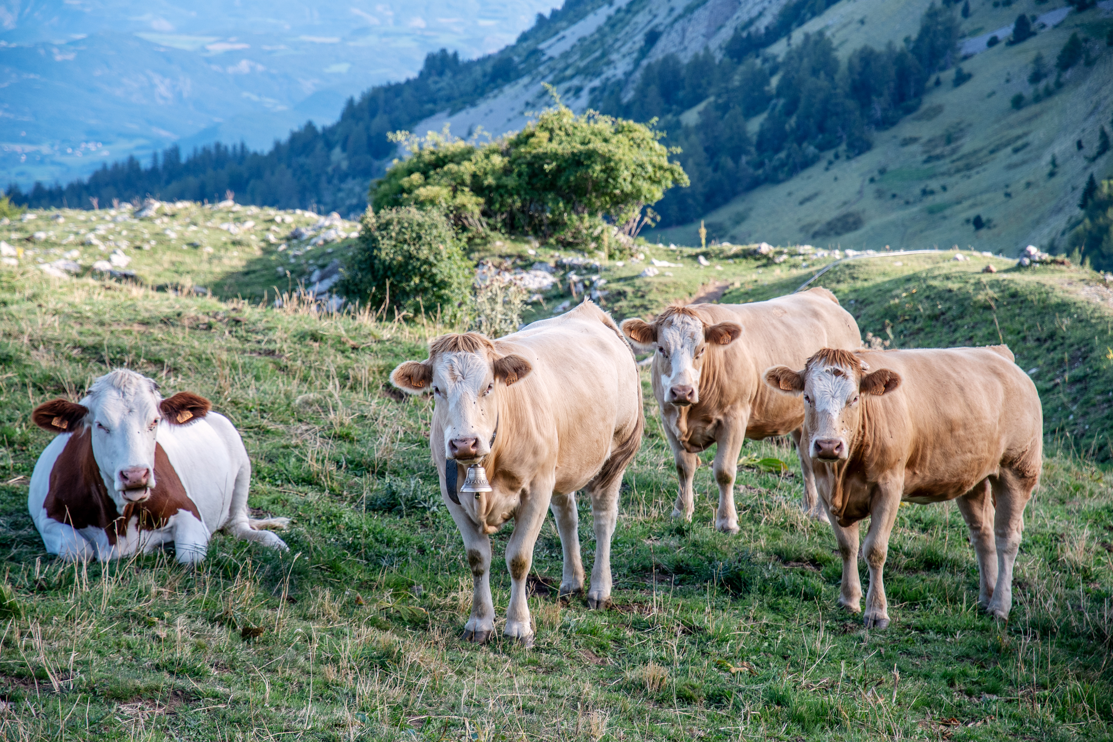 Alpes