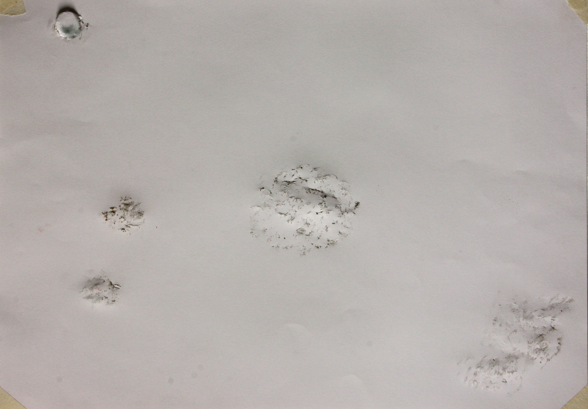 Details from Mimetic Compositions from the Studio Floor