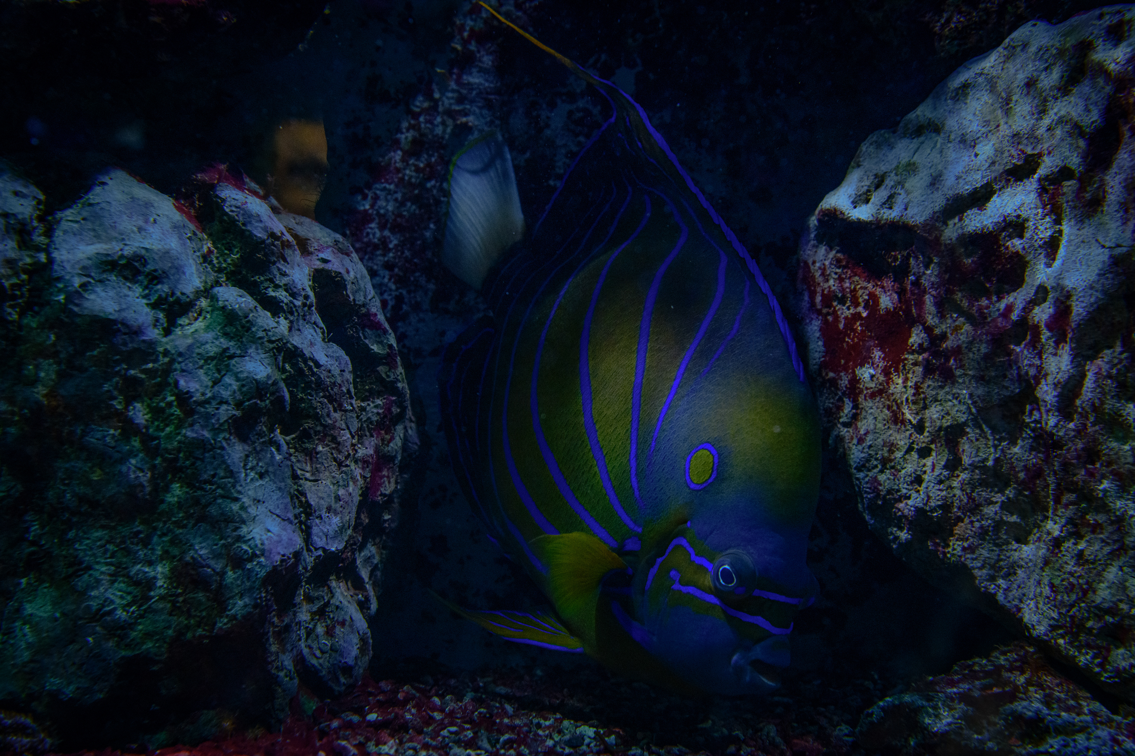 Fisch 6