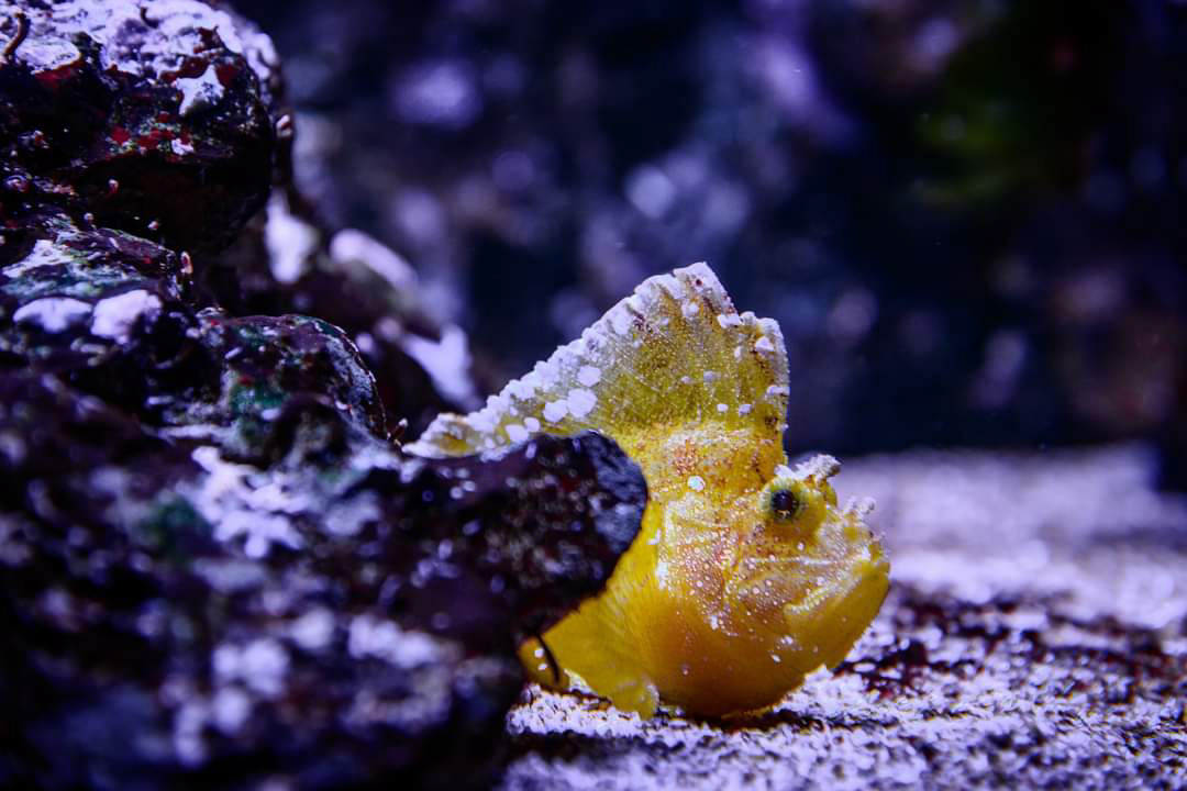 Fisch 5