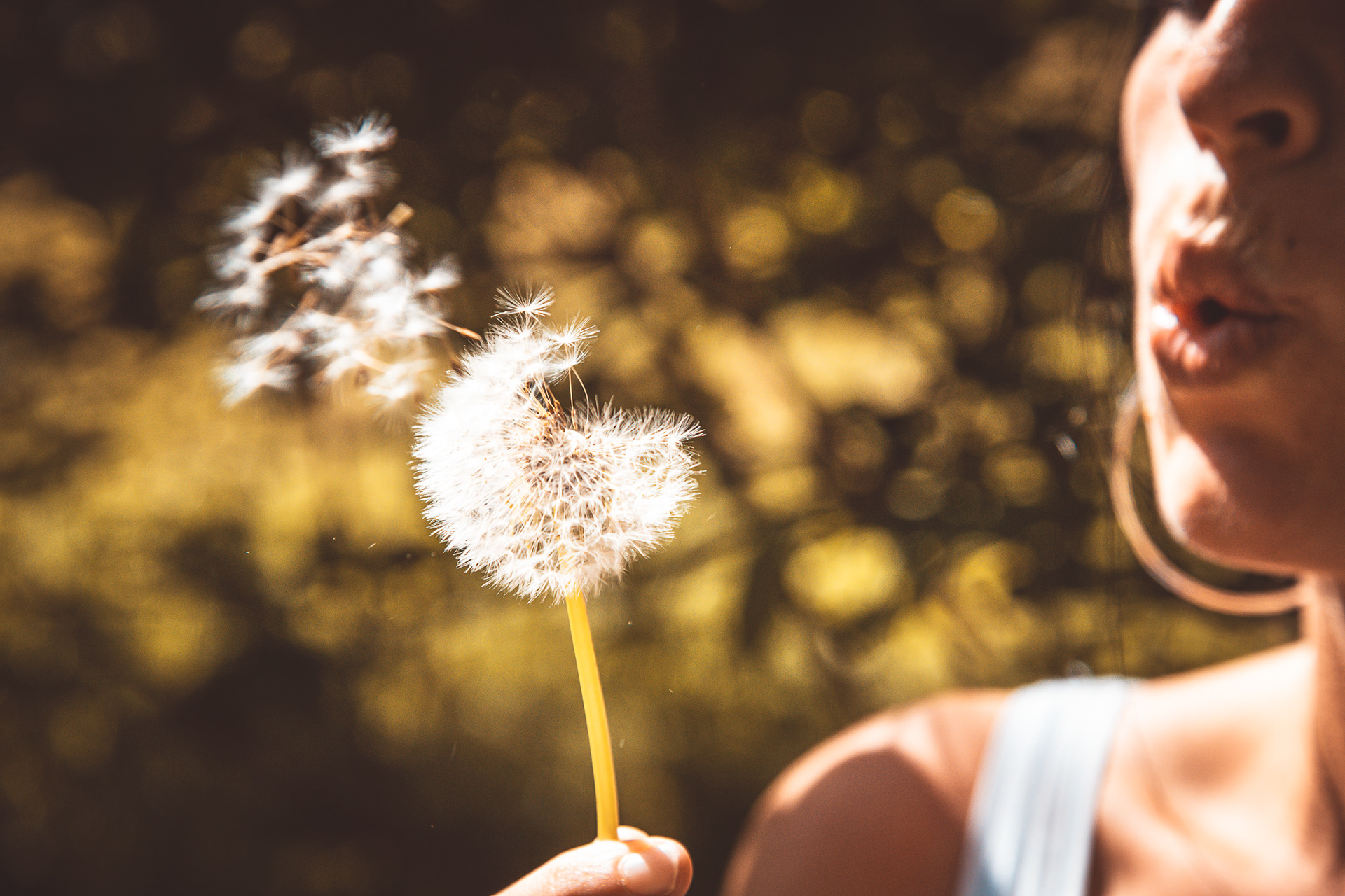 Pusteblume