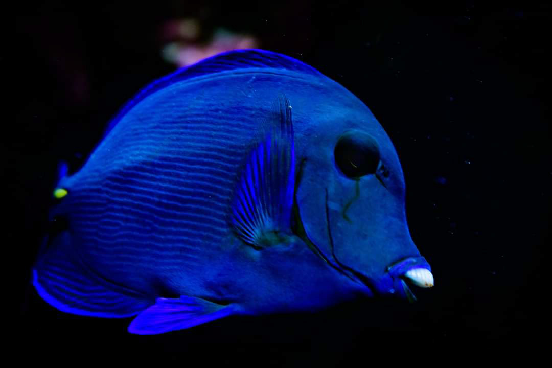 Fisch 2