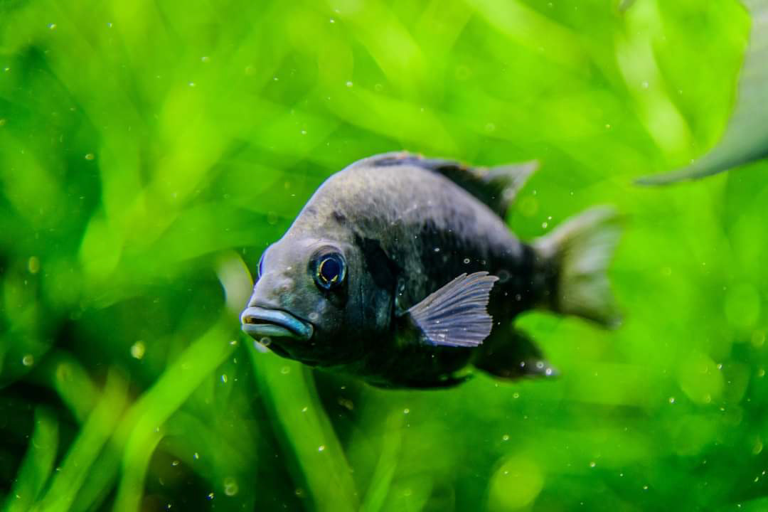 Fisch 4