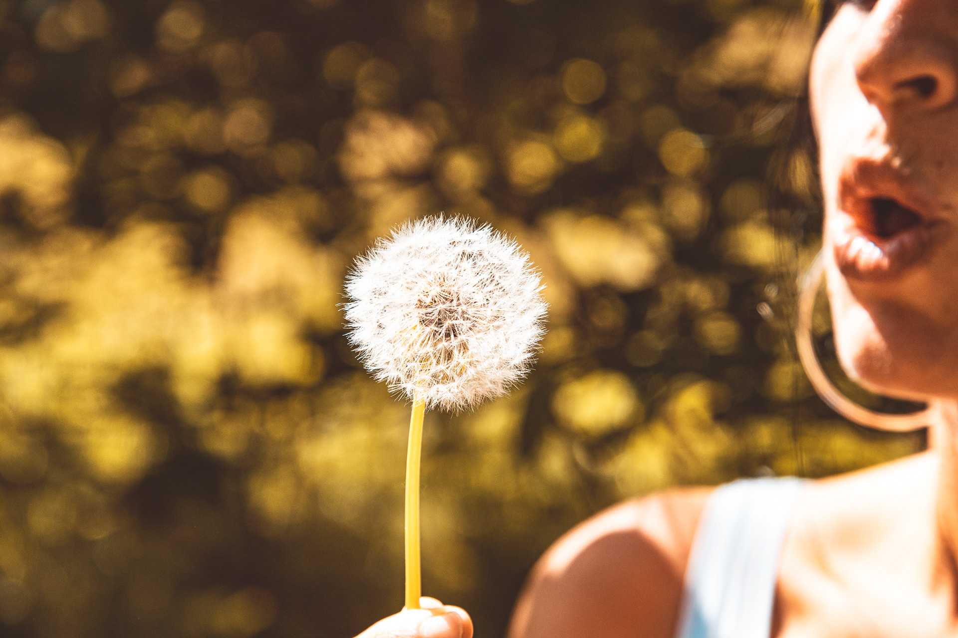 Pusteblume
