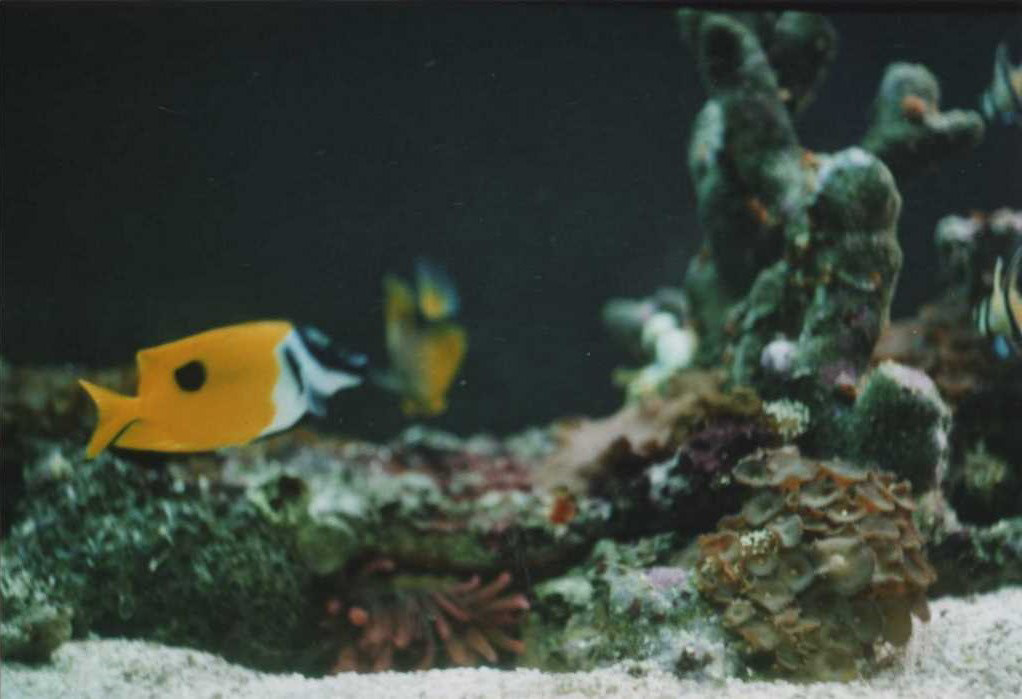 aquarium (2012)