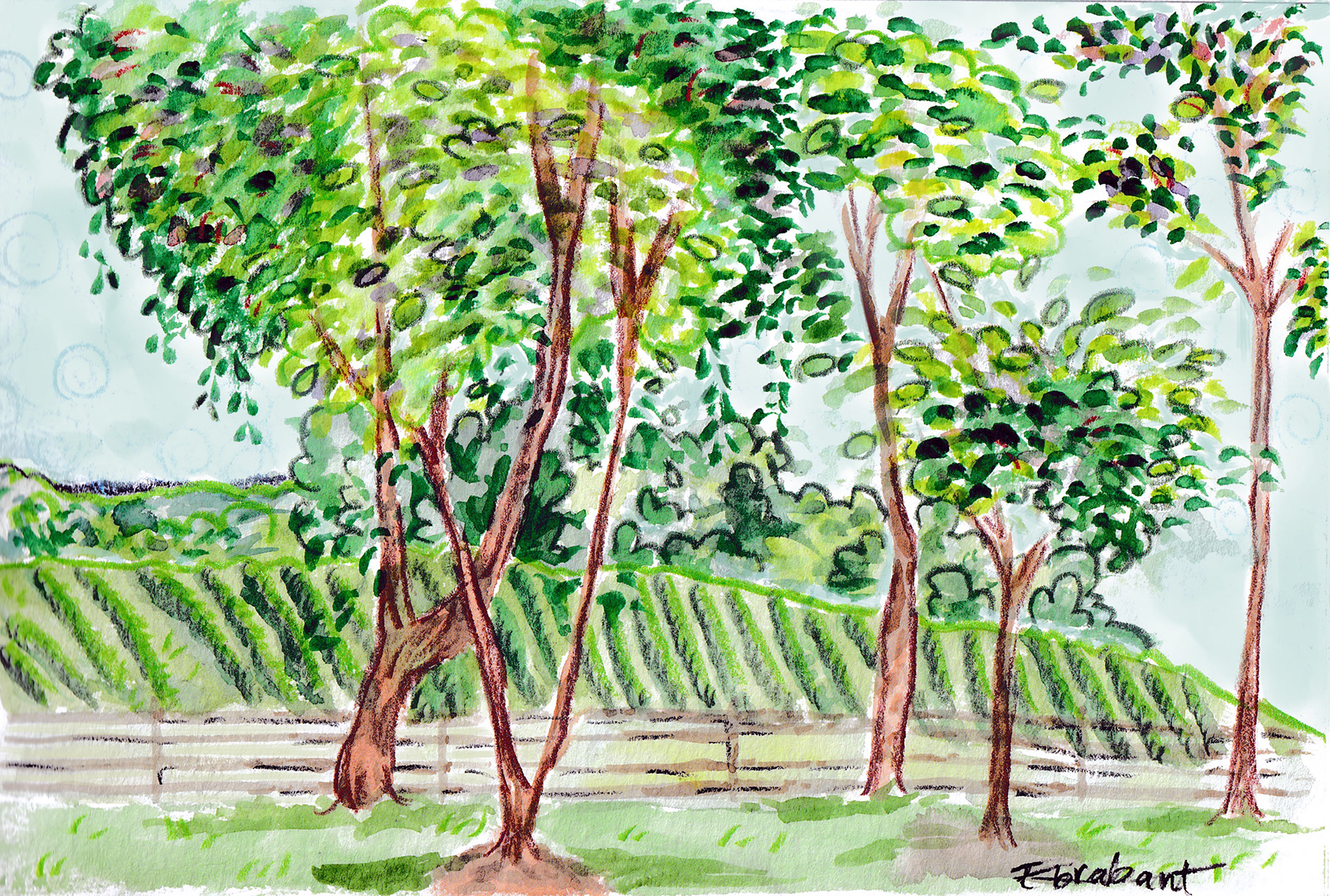 Bull Run Vineyard
