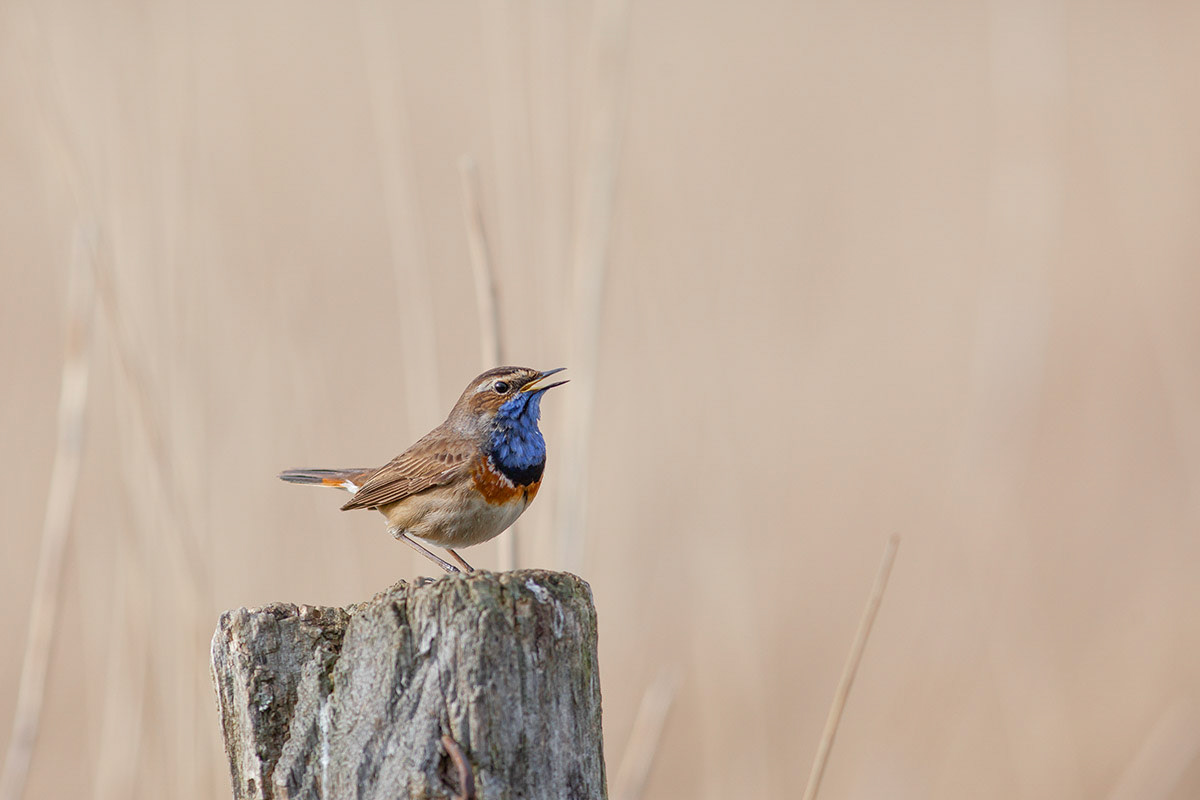 Blauwborst