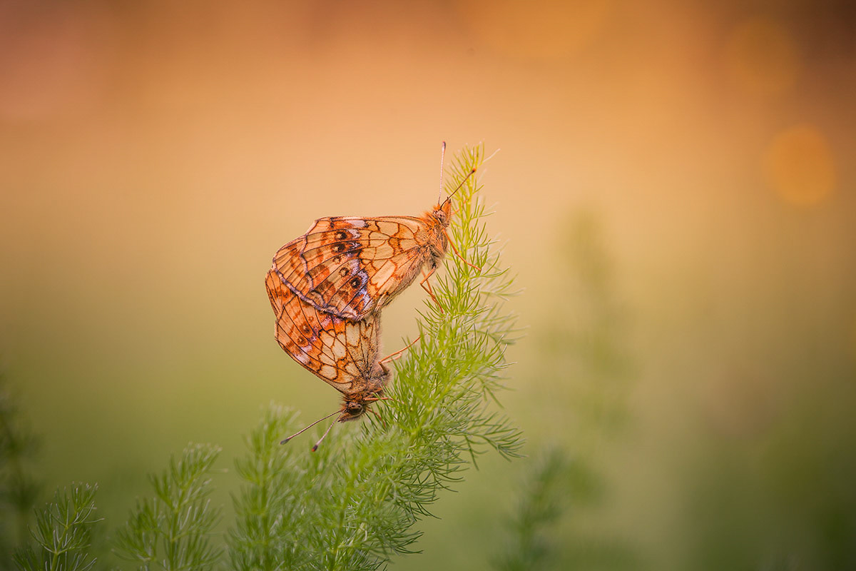 Purperstreepparelmoer