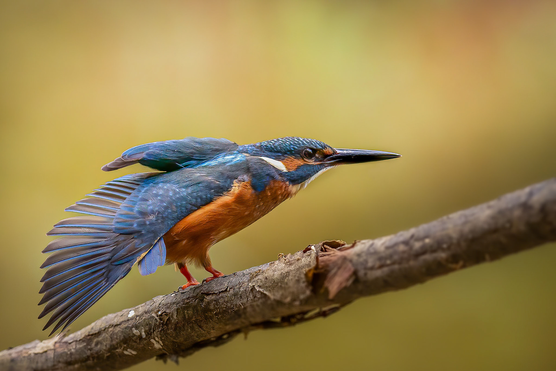 Ijsvogel