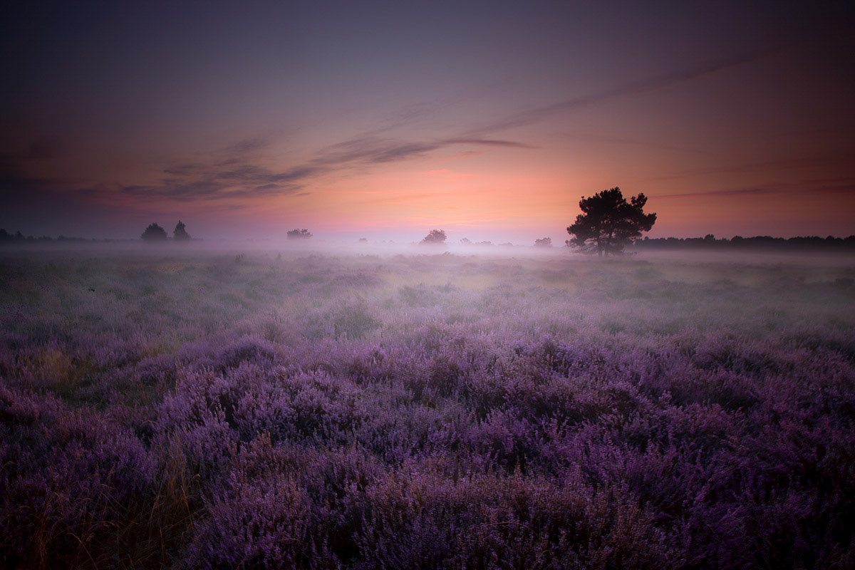 Loonse en drunense duinen