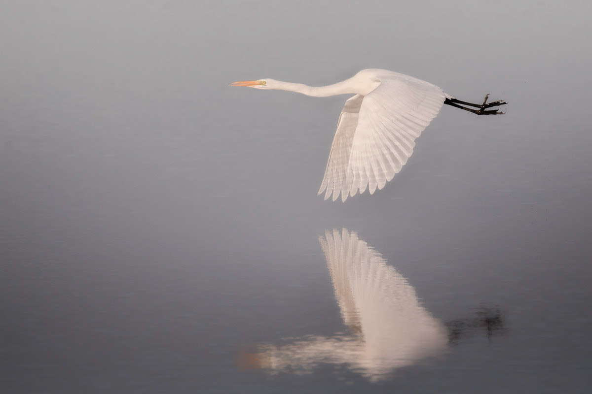Grote zilverreiger