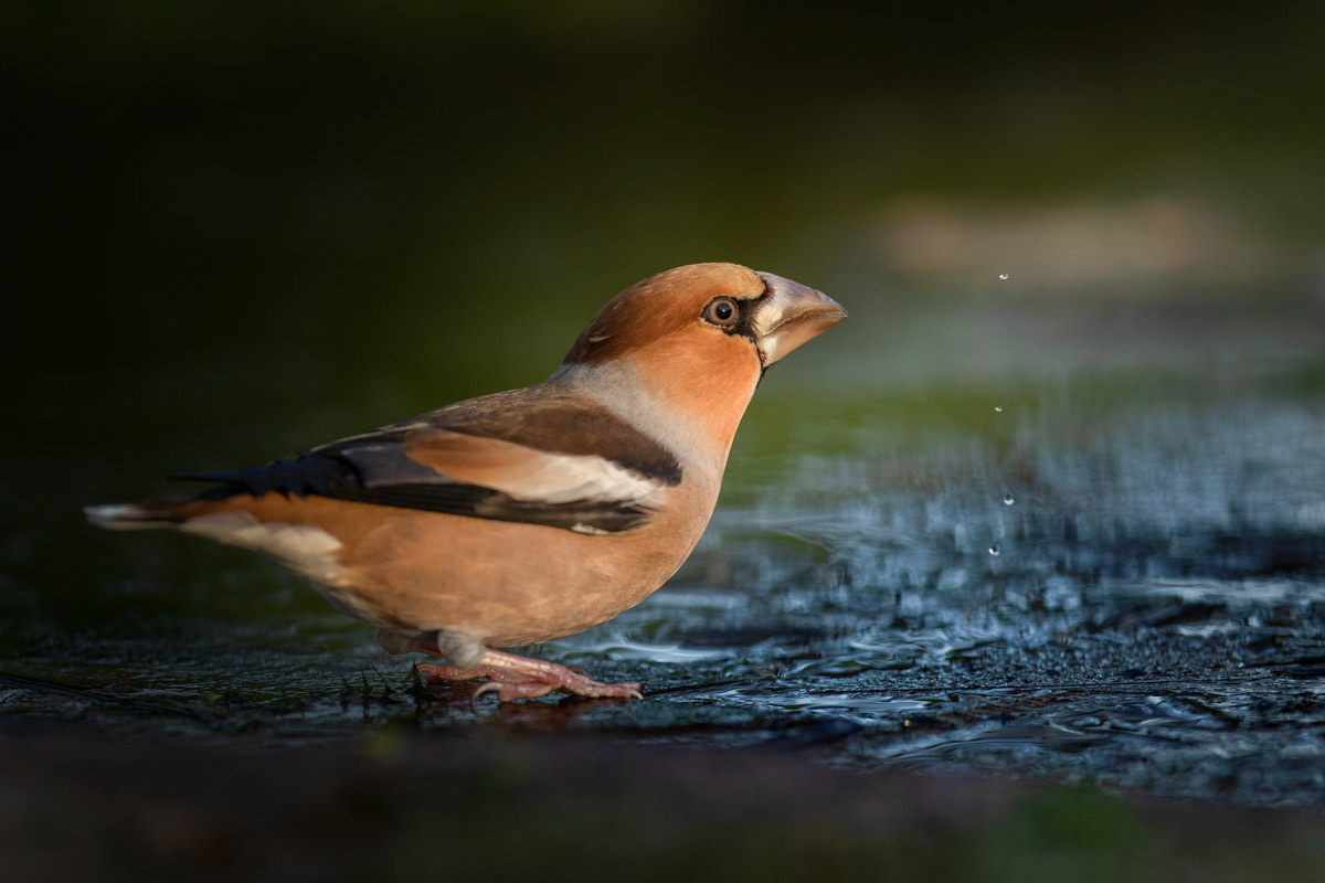 Appelvink
