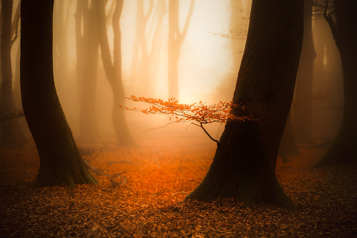 Veluwe