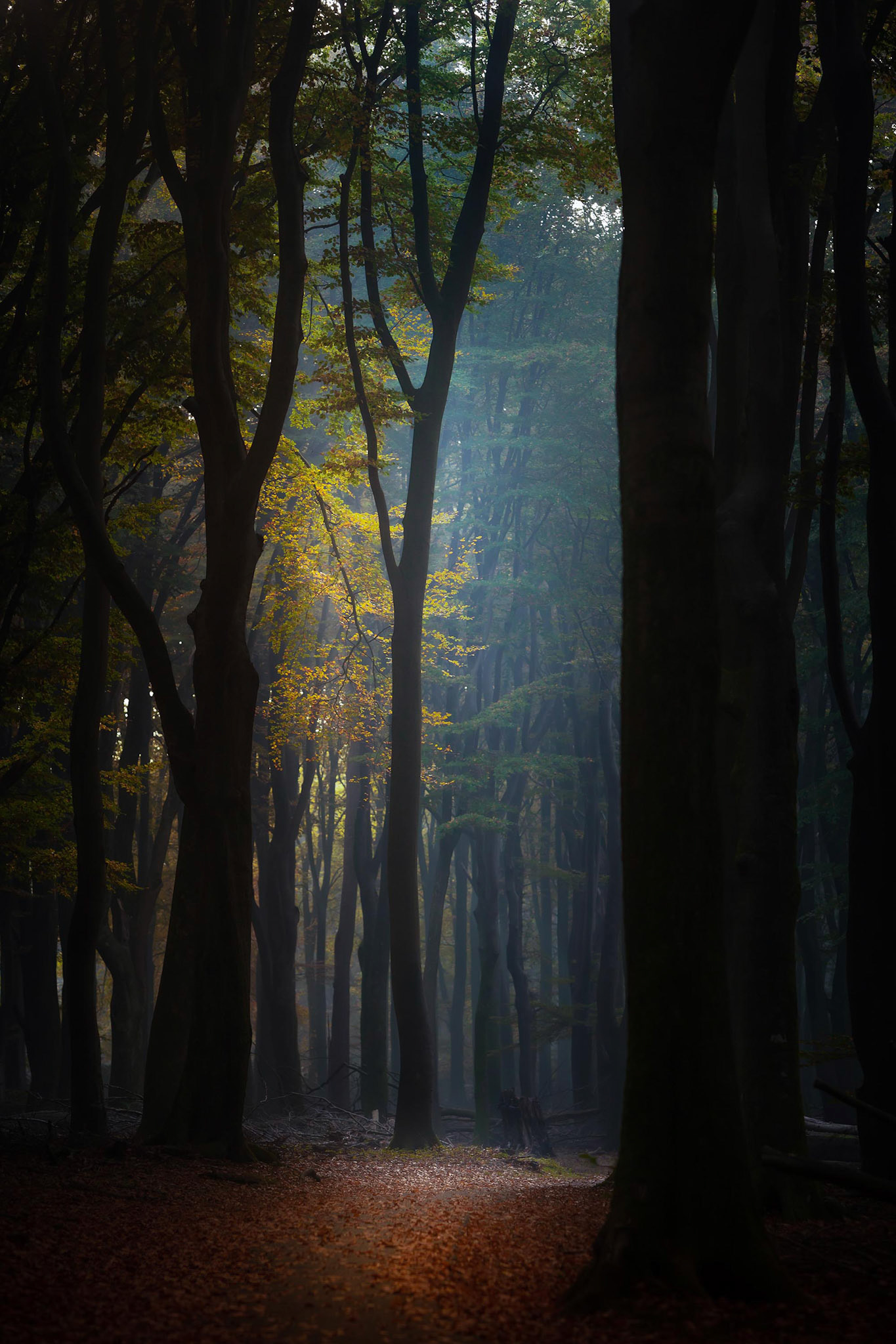 Herfstbos